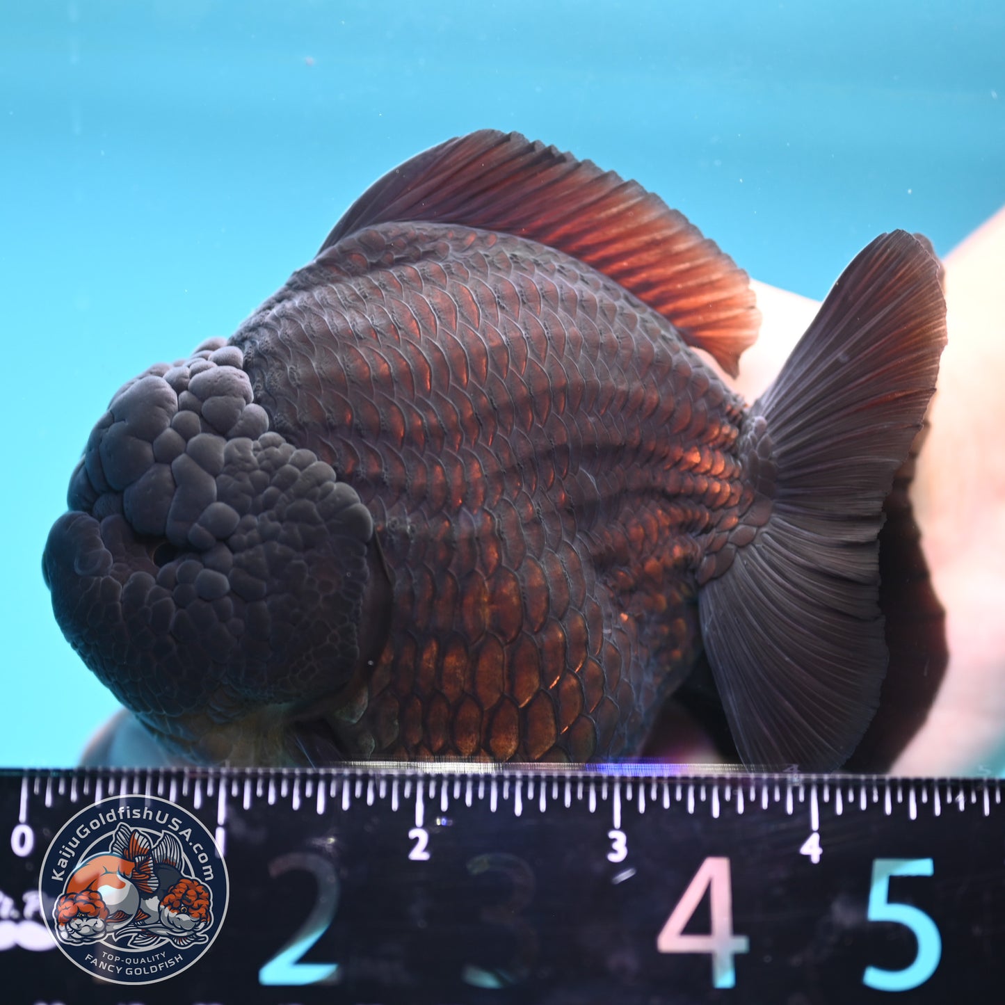 Jet Black Oranda 3.8 inch Body (250613_OR03)