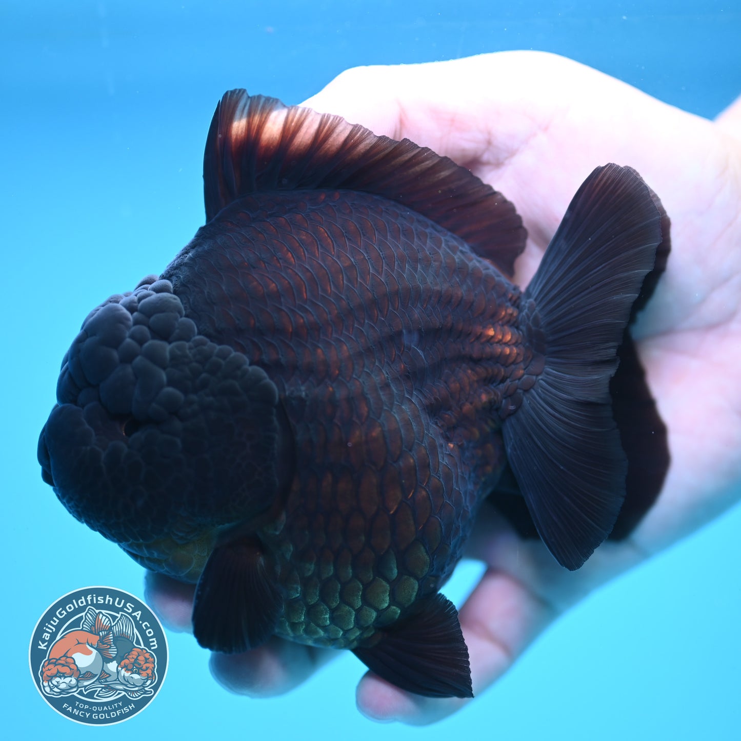 Jet Black Oranda 3.8 inch Body (250613_OR03)