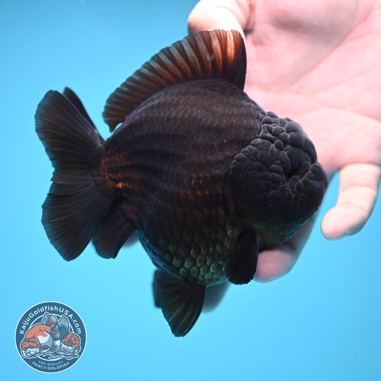 Jet Black Oranda 3.8 inch Body (250613_OR03)