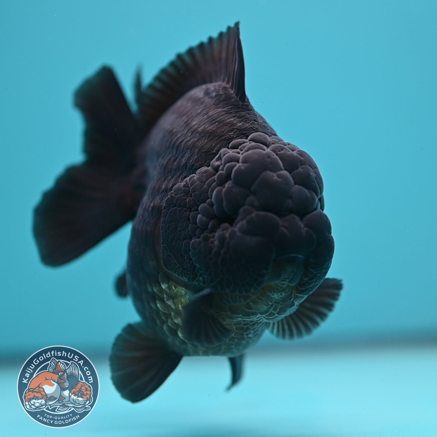 Jet Black Oranda 3.8 inch Body (250613_OR03)