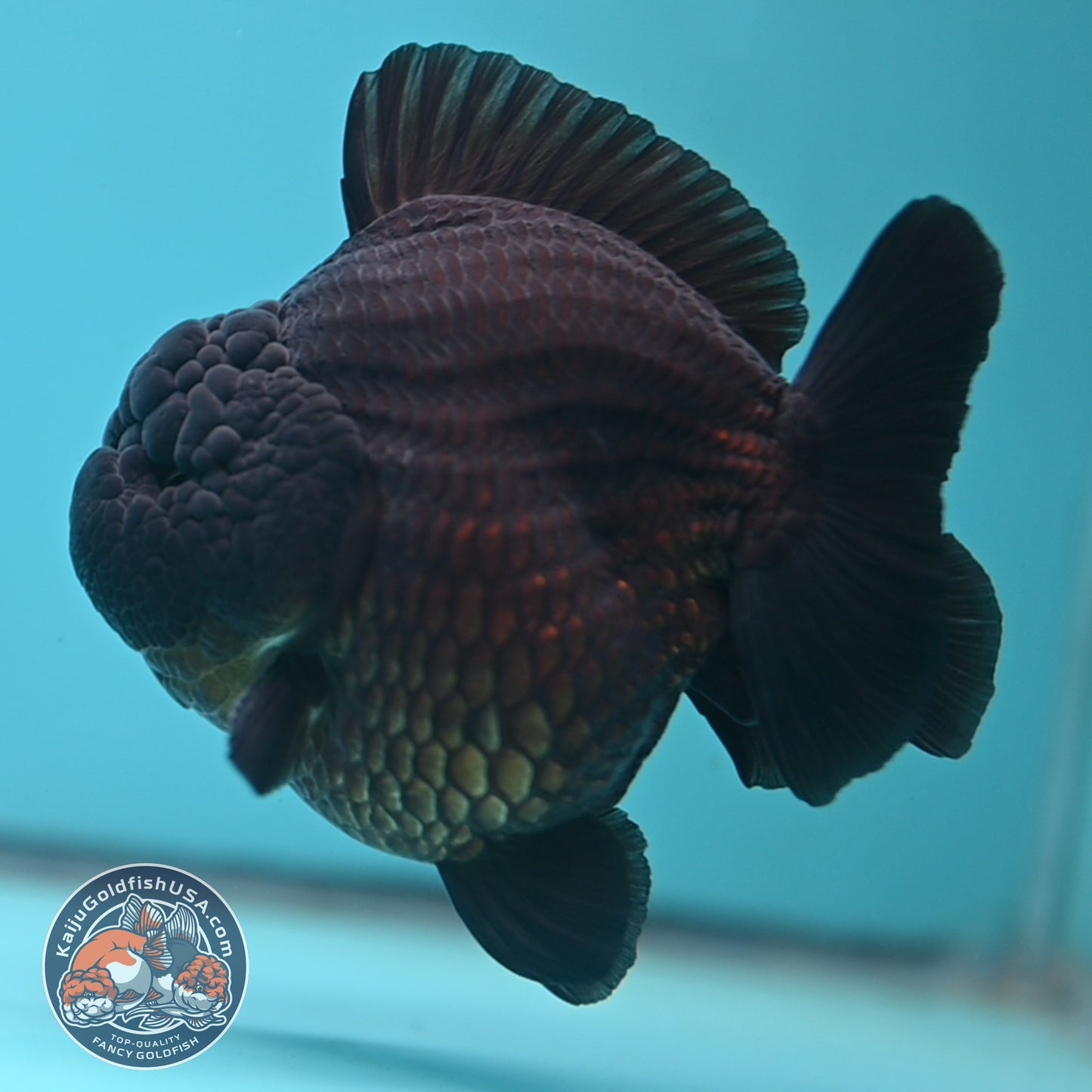 Jet Black Oranda 3.8 inch Body (250613_OR03)