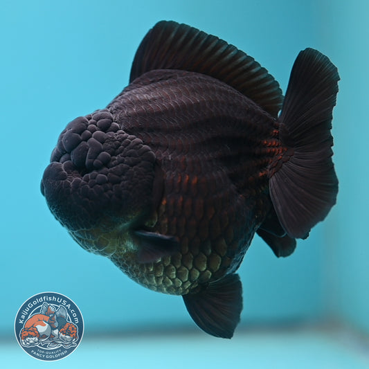 Jet Black Oranda 3.8 inch Body (250613_OR03)
