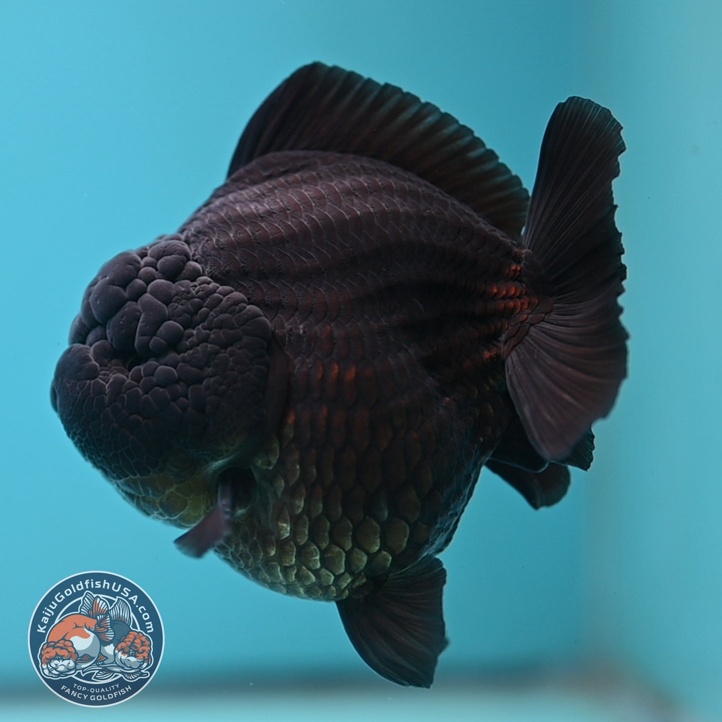 Jet Black Oranda 3.8 inch Body (250613_OR03)
