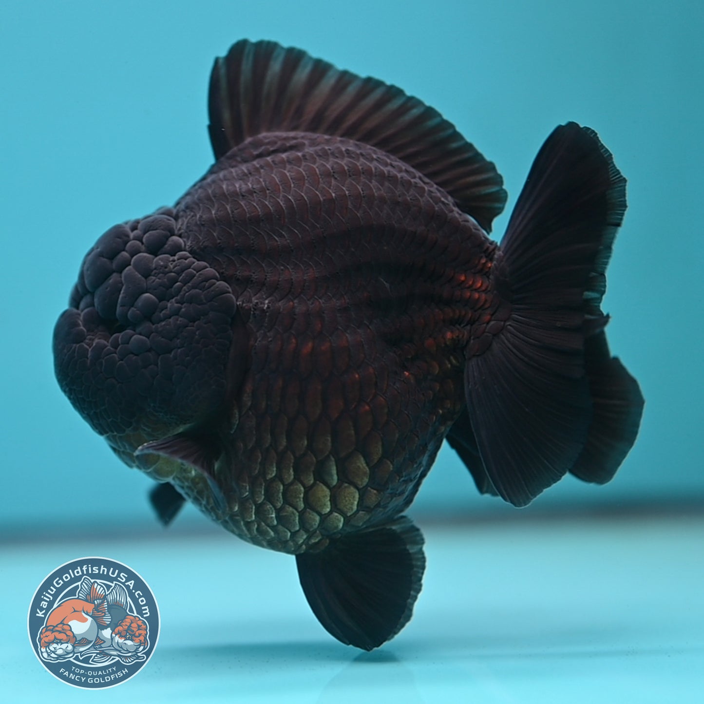Jet Black Oranda 3.8 inch Body (250613_OR03)