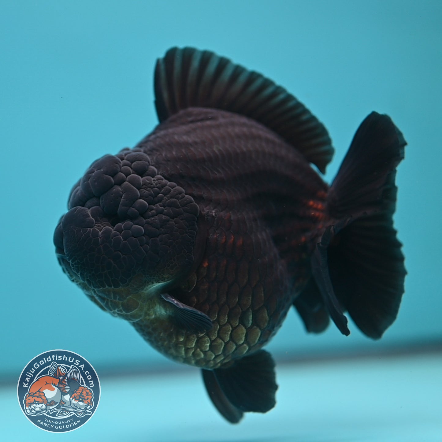 Jet Black Oranda 3.8 inch Body (250613_OR03)