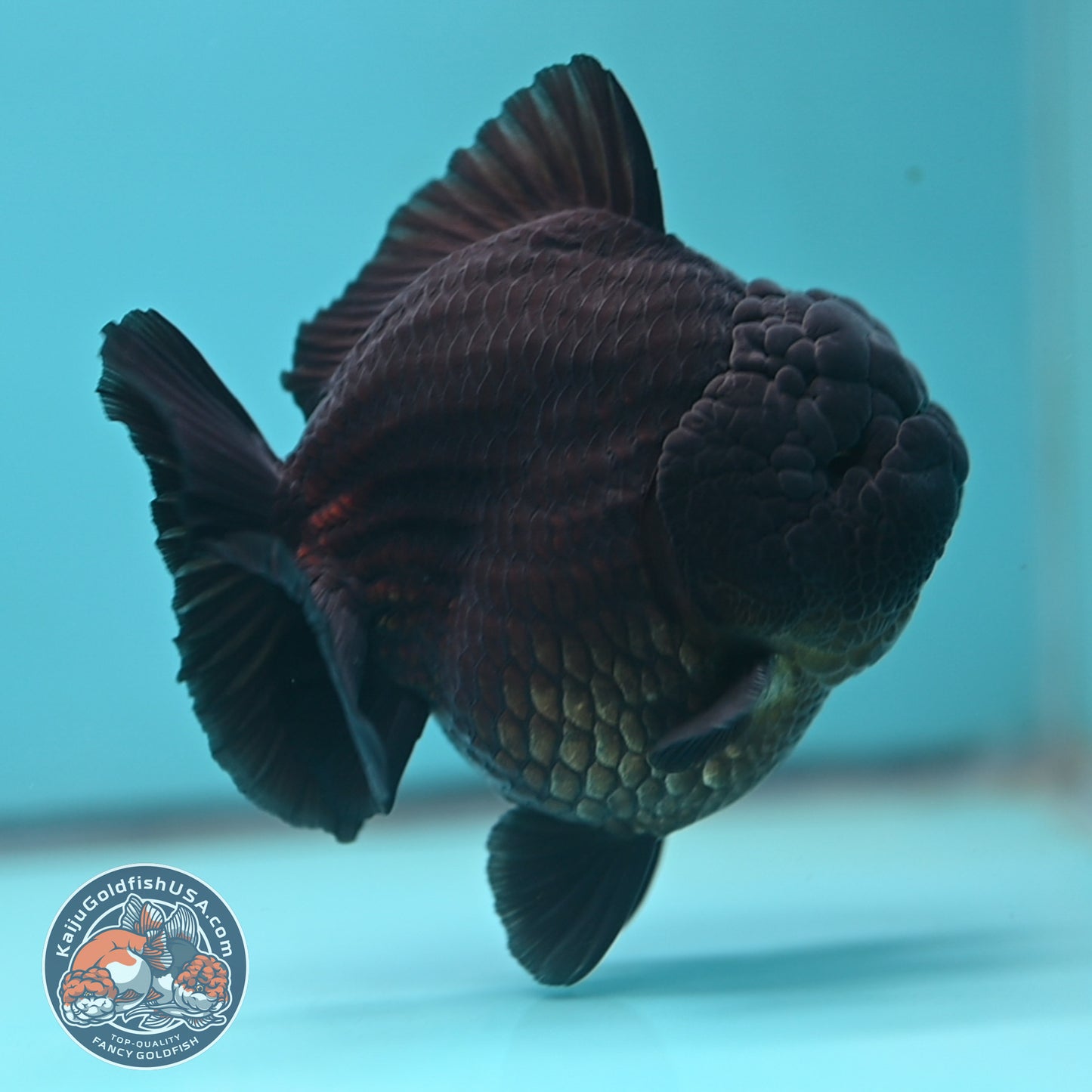 Jet Black Oranda 3.8 inch Body (250613_OR03)