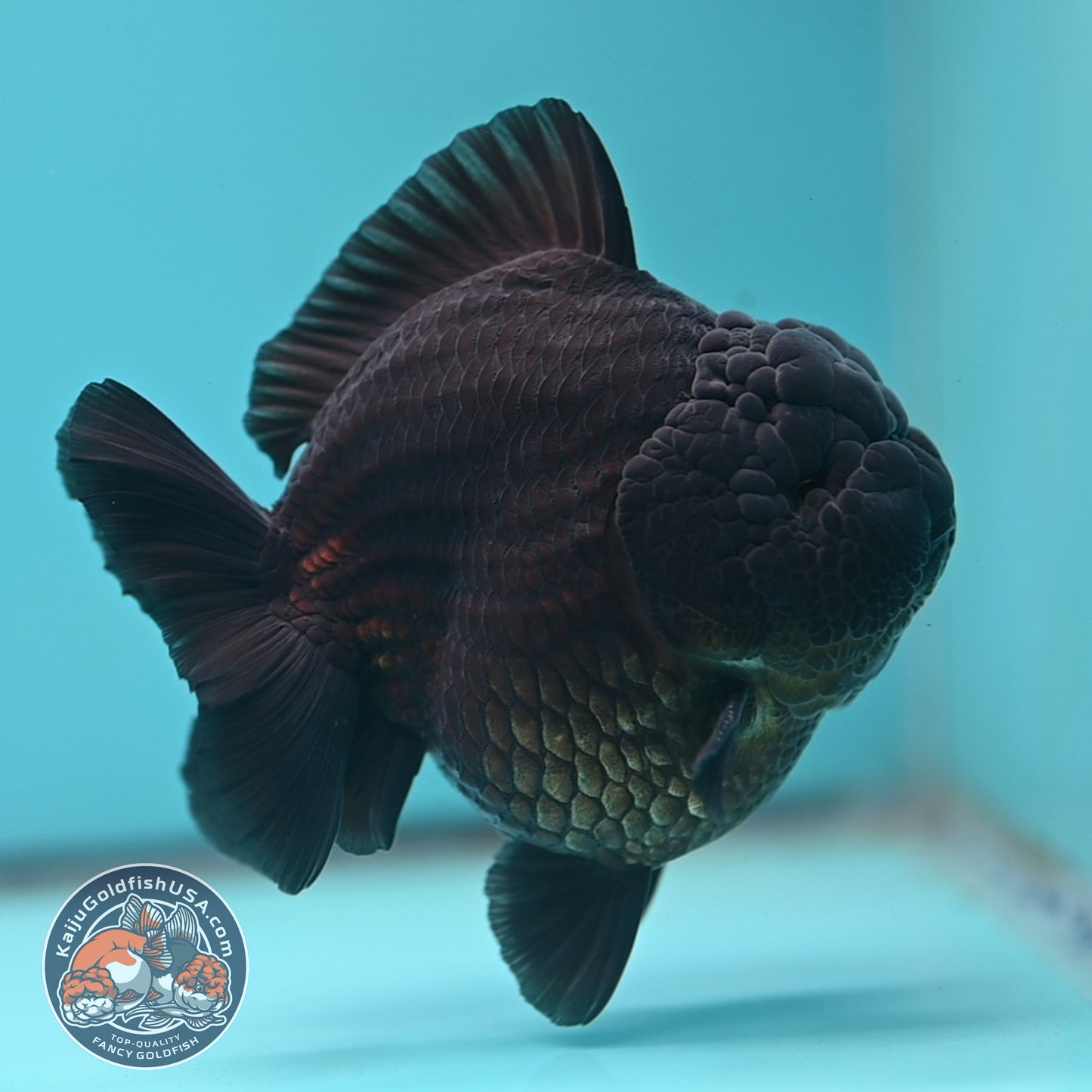 Jet Black Oranda 3.8 inch Body (250613_OR03)