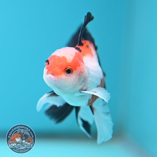 Tricolor Oranda 3 inches Body (250502_OR03)
