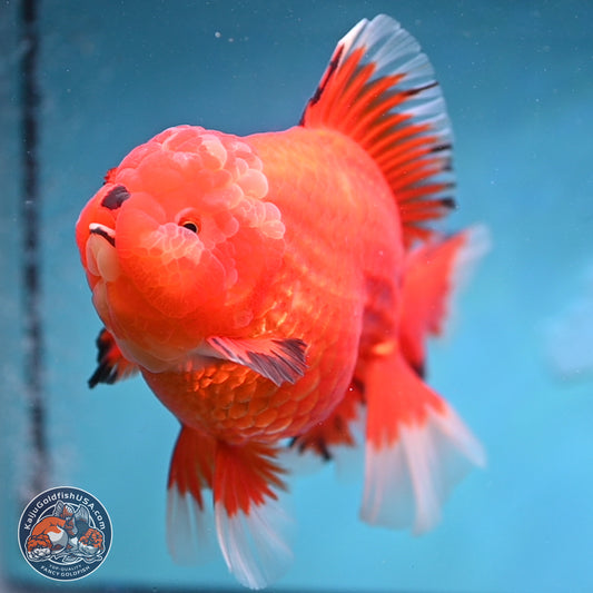 Jumbo Rose Tail Apache Oranda 5 inches Body - Female (250131_OR04)