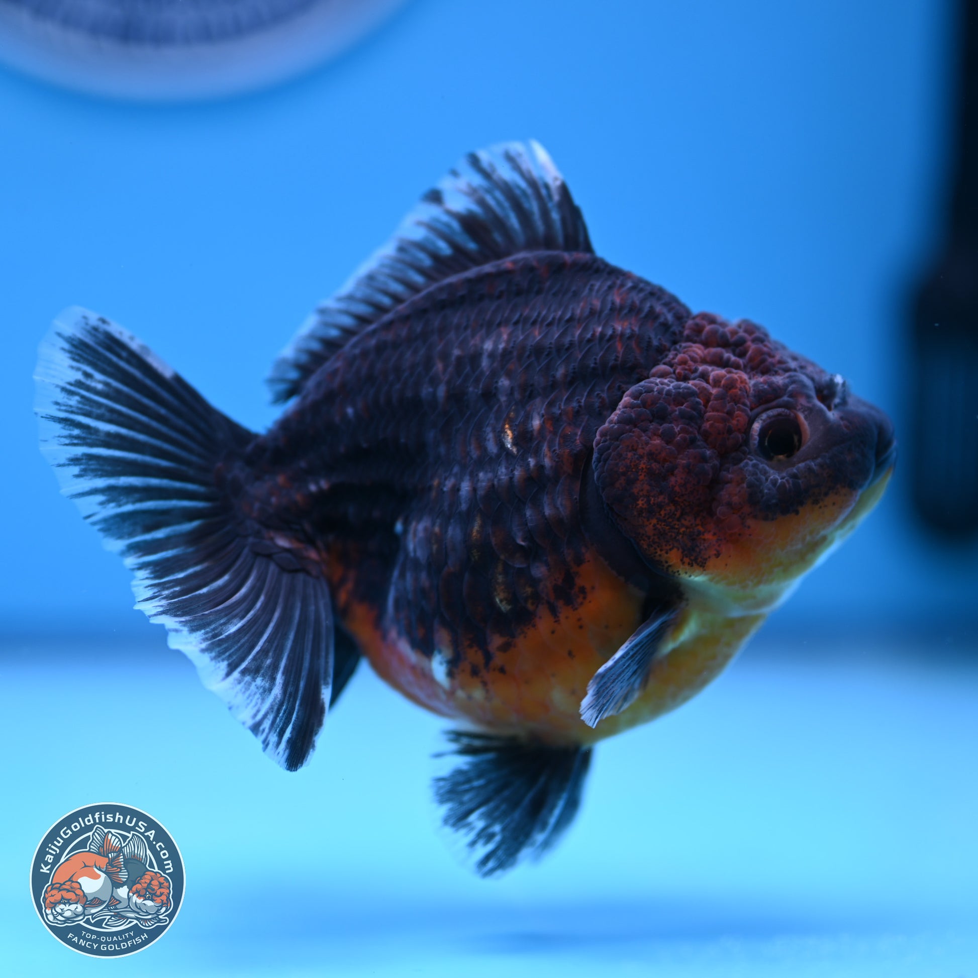 Shogun Kirin Oranda 4-5 in (241011_OR04) - Kaiju Goldfish USA