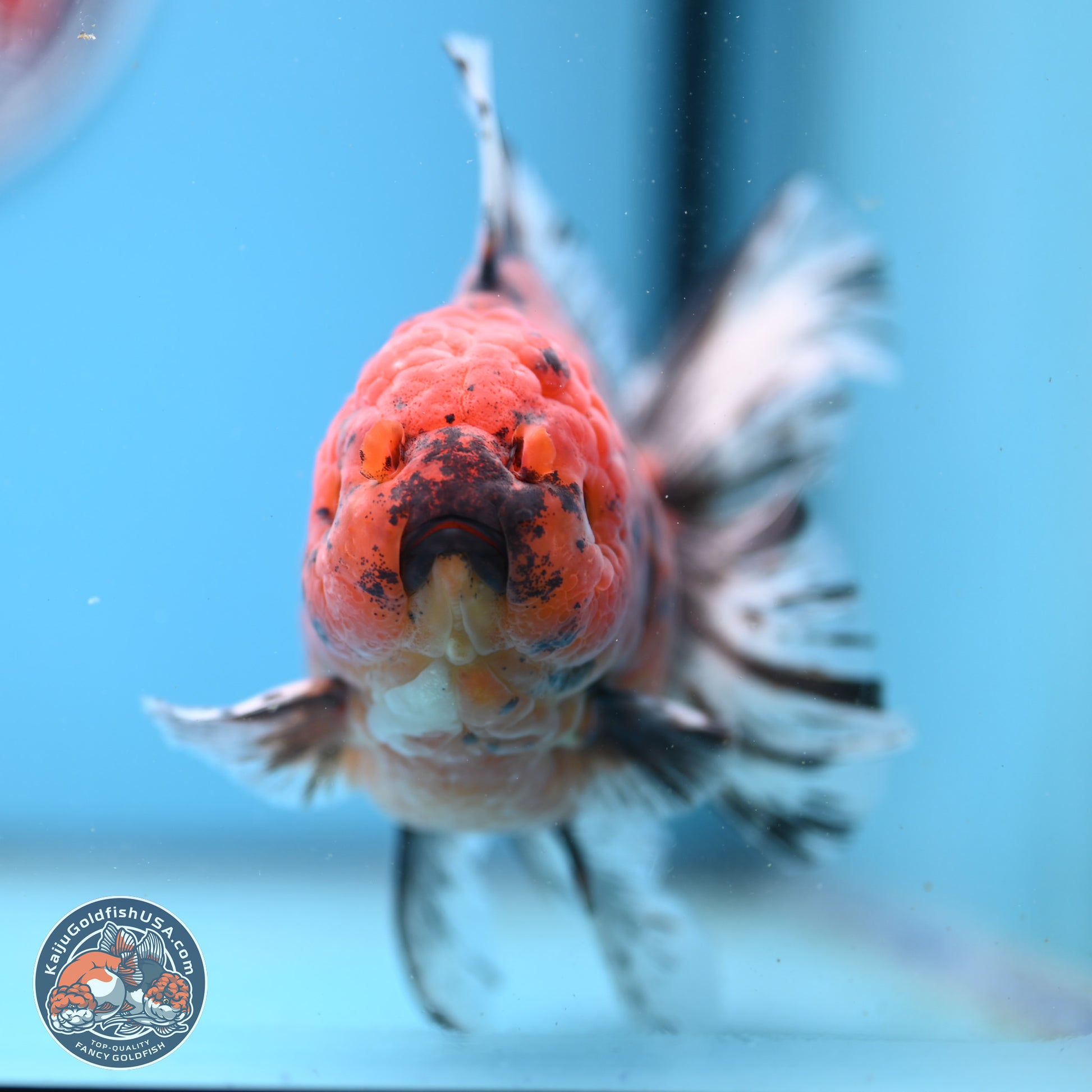 Tiger Rose Tail Oranda 6 inches - Female (241206_OR04) - Kaiju Goldfish USA