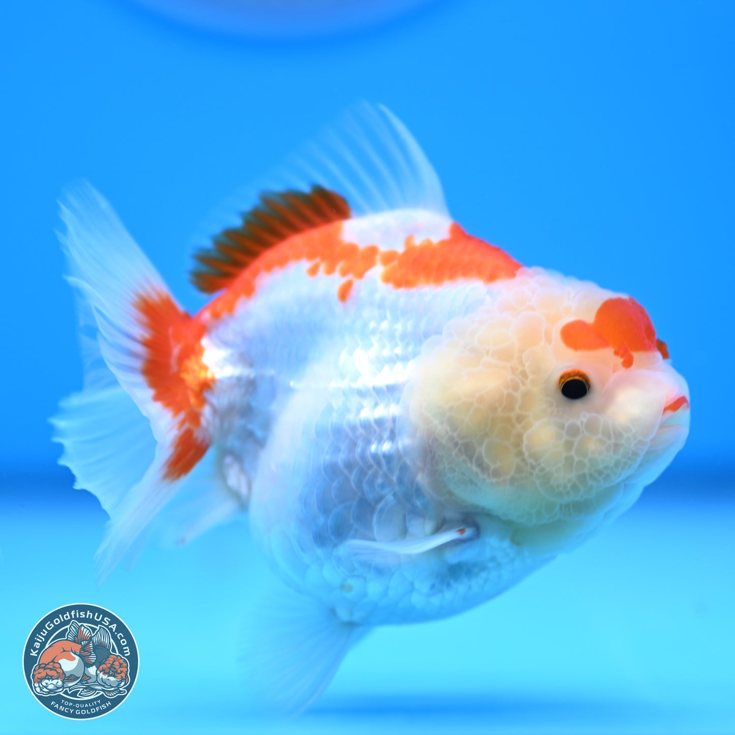 Shogun Red White YuanBao Oranda 3.25in Body (240816_OR04) - Kaiju Goldfish USA