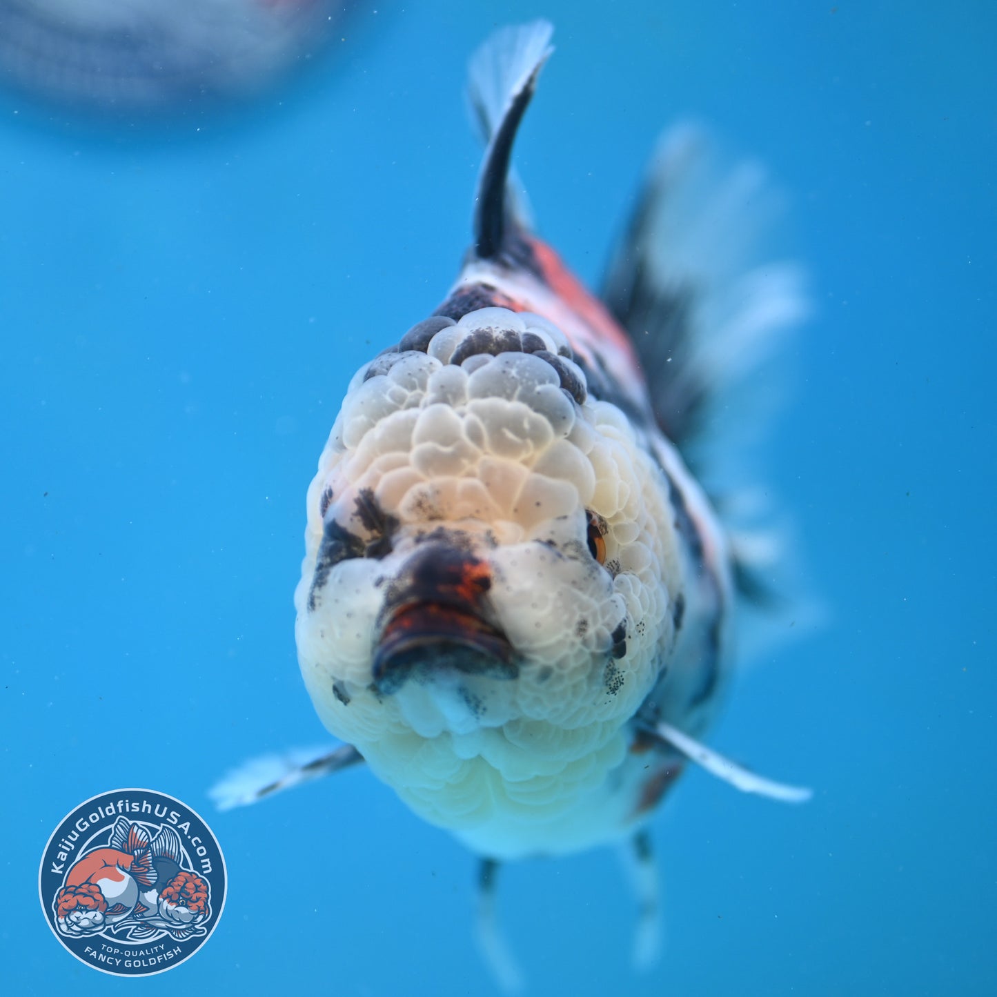 Tricolor Oranda 4 inch Body (251003_OR04)