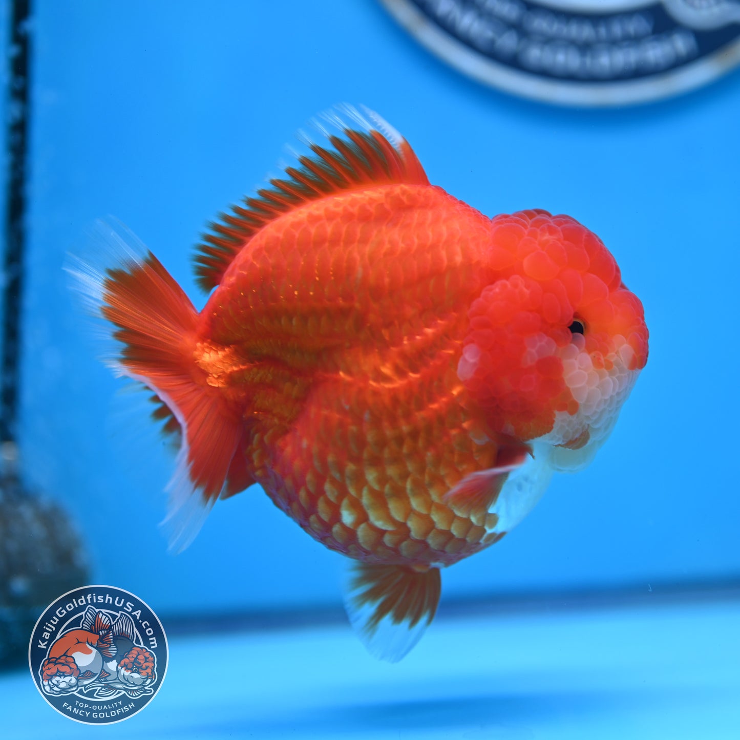 Red White YuanBao Oranda 4 inches Body (250516_OR04)