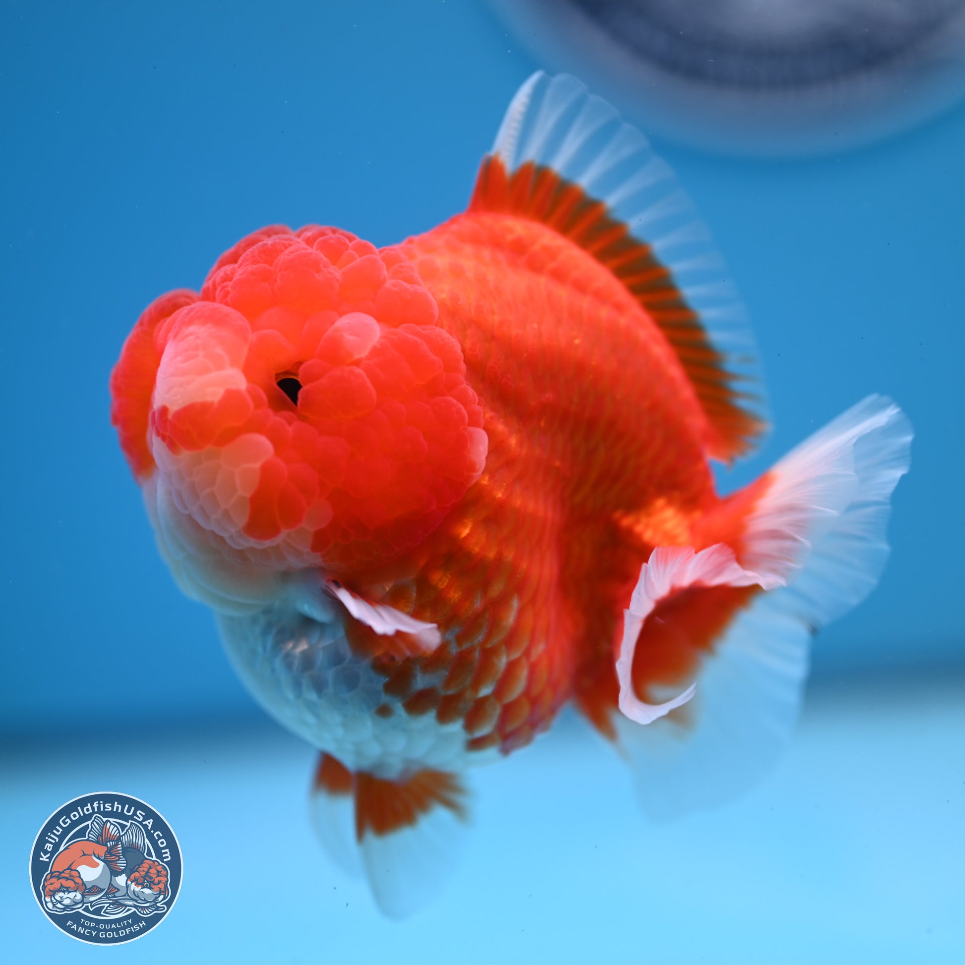 Red White YuanBao Oranda 3.5 inches Body - Female (241227_OR04) - Kaiju Goldfish USA