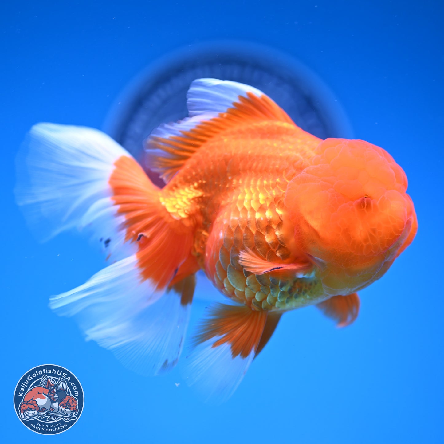 Red White Rose Tail Oranda 4-6 inches (240913_OR04) - Kaiju Goldfish USA