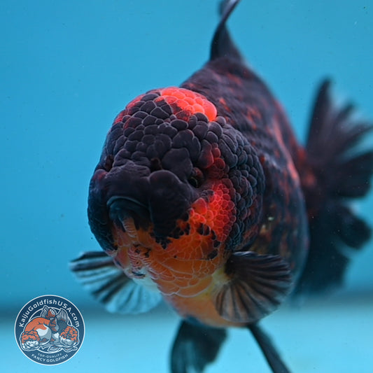 Heavy Ink Tiger Oranda 4.5 inch Body (250919_OR04)