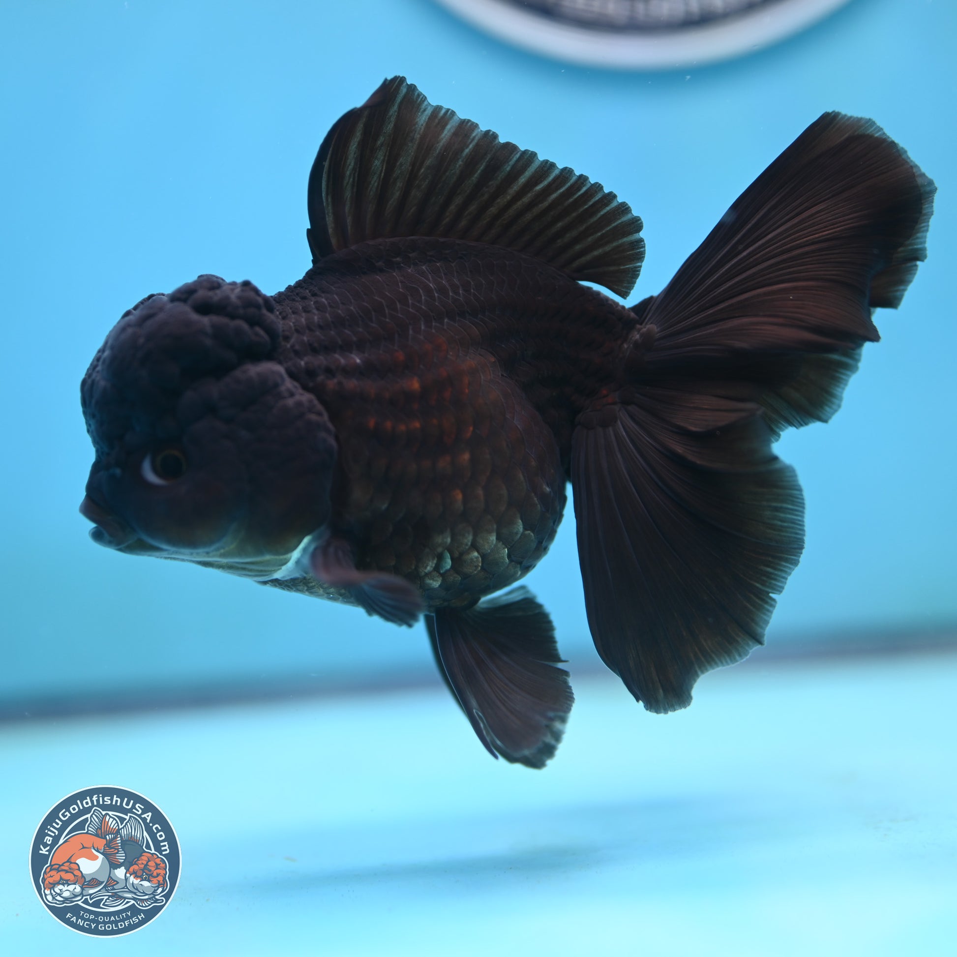 Black Rose Tail Oranda 3.5 inches Body - Female (250117_OR04) - Kaiju Goldfish USA