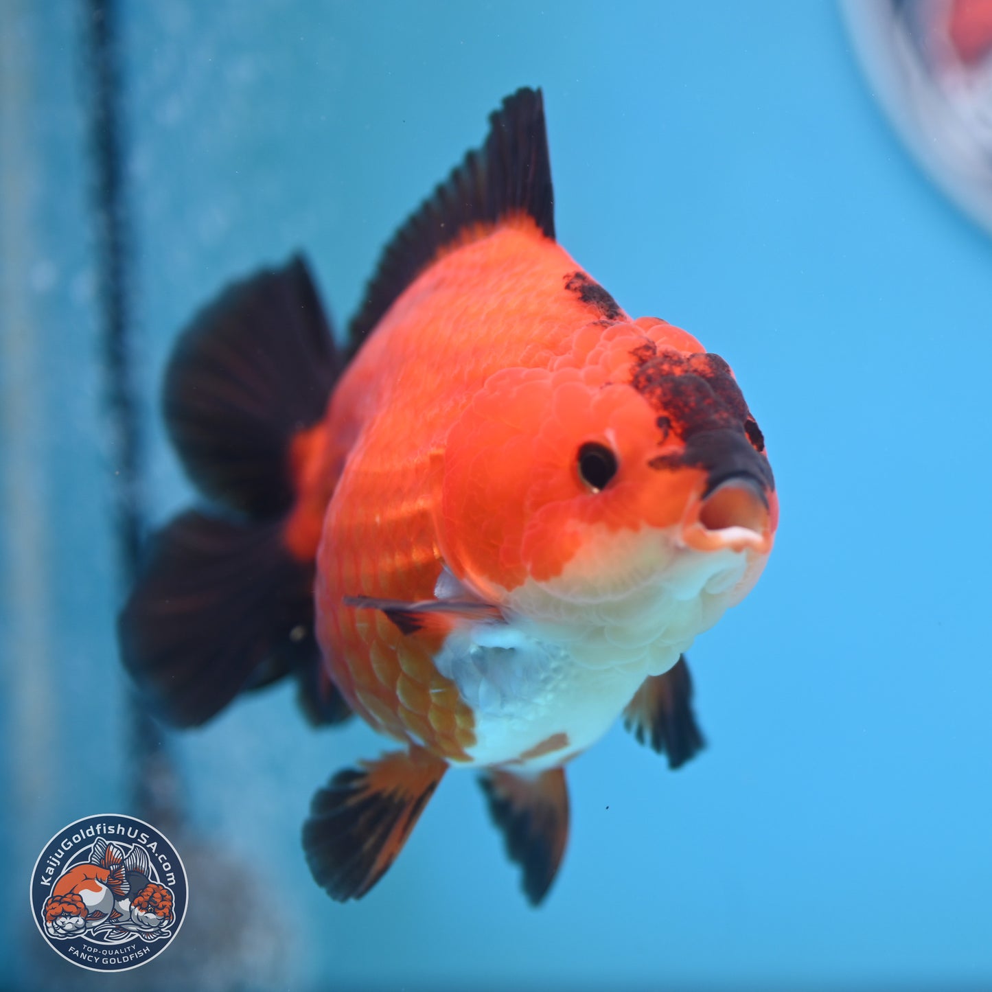 Apache YuanBao Oranda 4.5 inches (241025_OR04) - Kaiju Goldfish USA