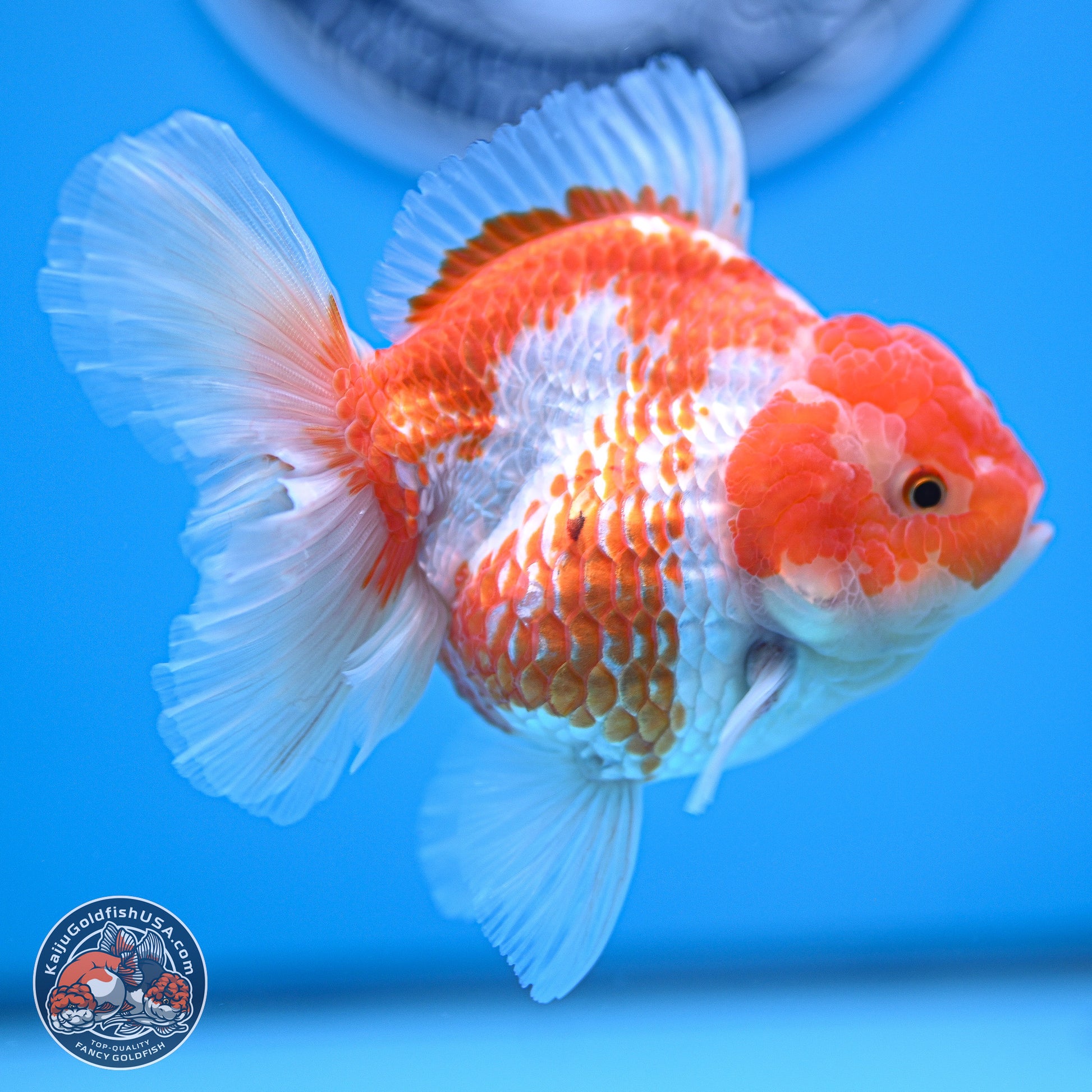 Red White Rose Tail Oranda 4.5 inches - Female (241129_OR04) - Kaiju Goldfish USA