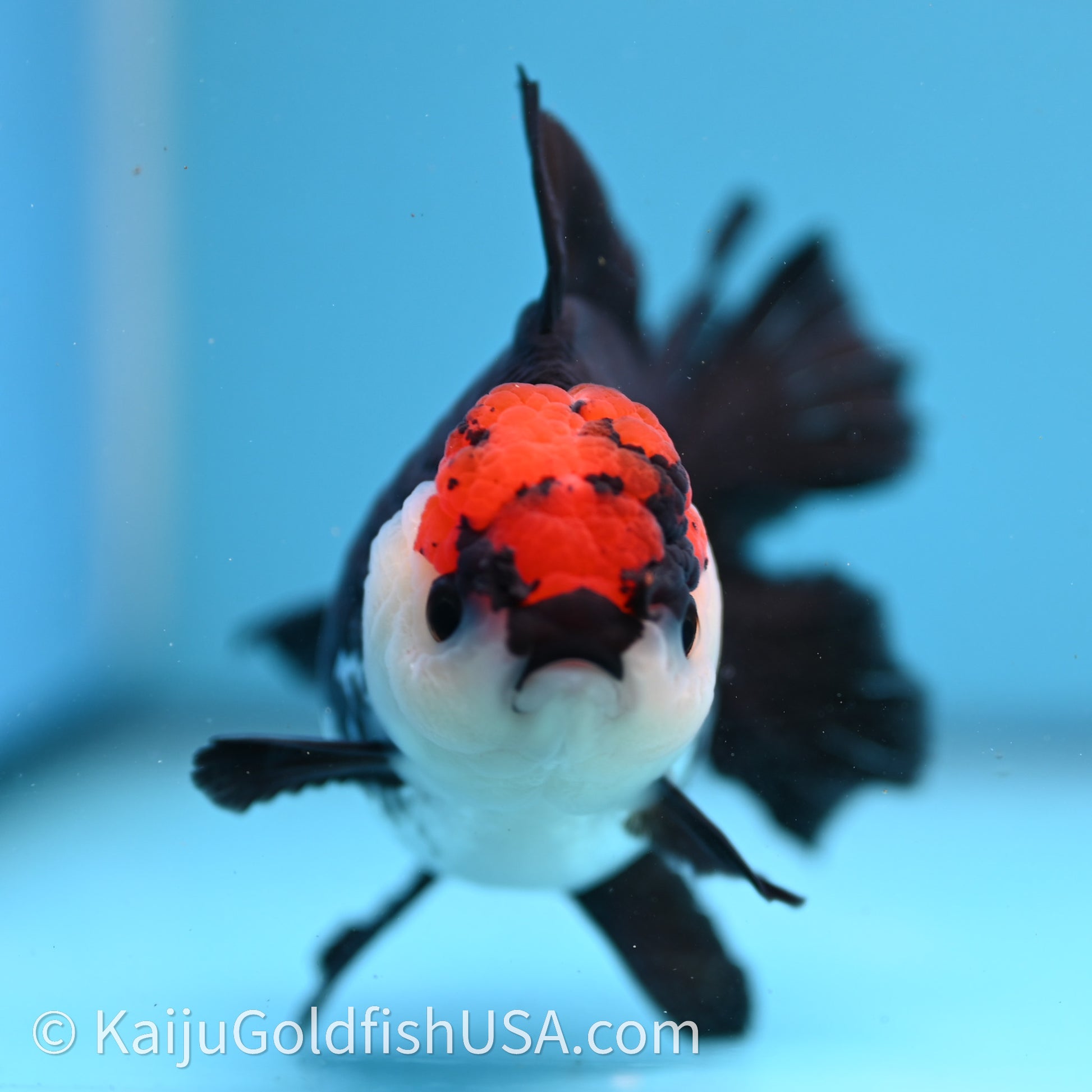 Tricolor Oranda 3.2in body (240726_OR04) - Kaiju Goldfish USA