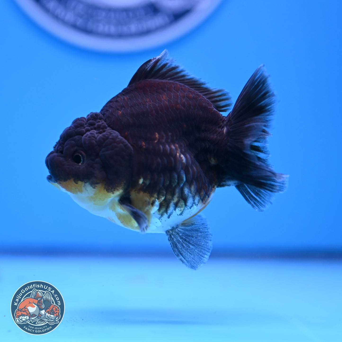 Shogun Kirin YuanBao Oranda 3.25in Body (240802_OR04) - Kaiju Goldfish USA