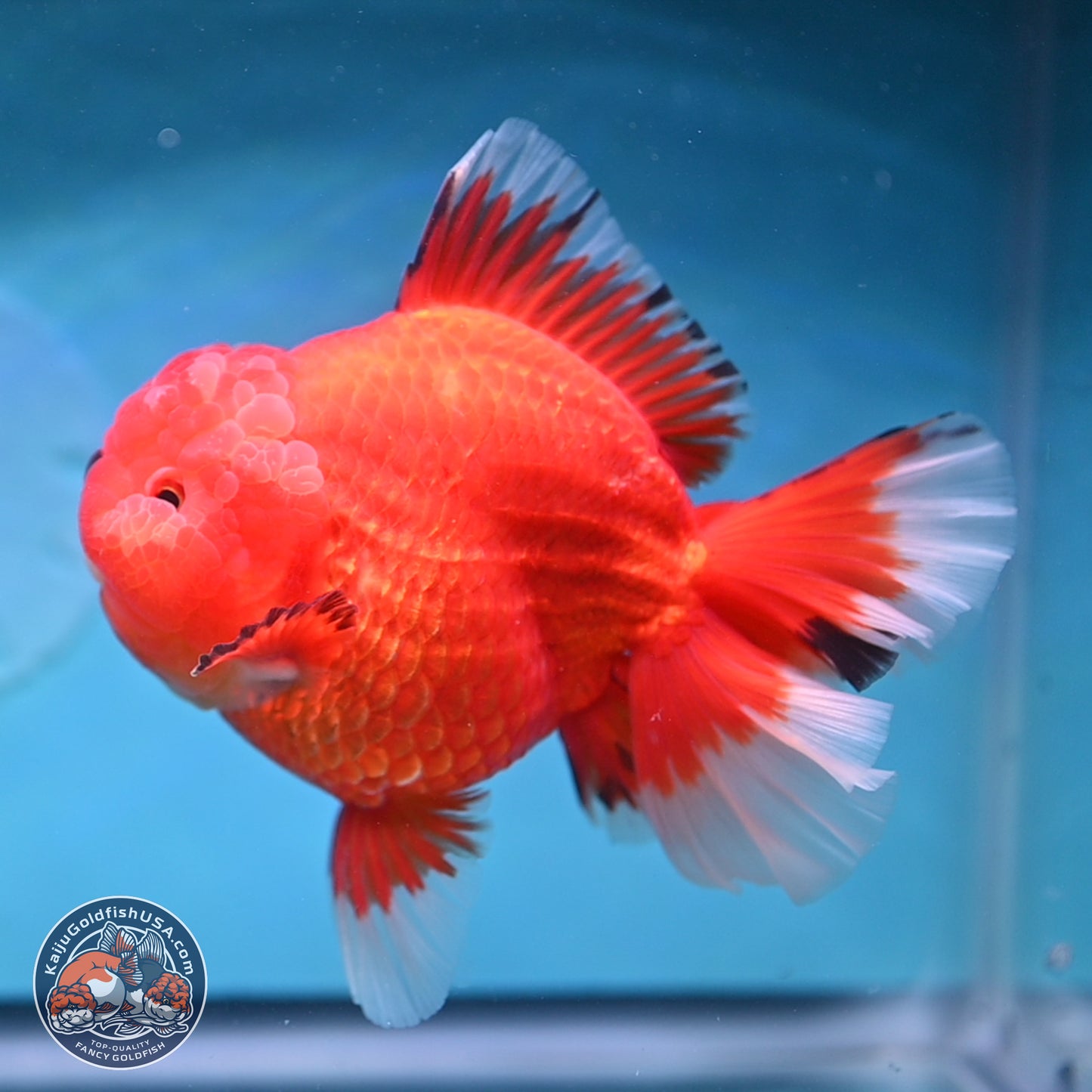 Jumbo Rose Tail Apache Oranda 5 inches Body - Female (250131_OR04)