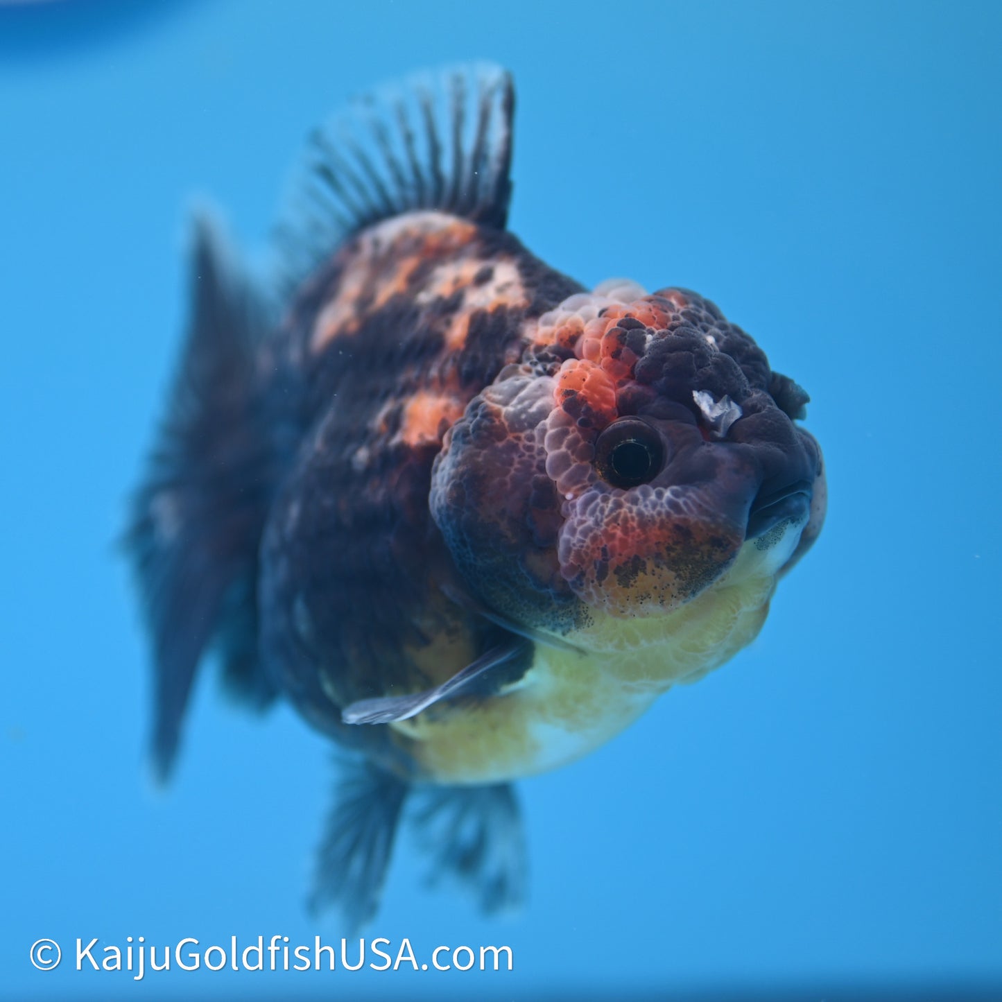 Shogun Godzilla Kirin Oranda 3.5in Body (240614_OR04) - Kaiju Goldfish USA