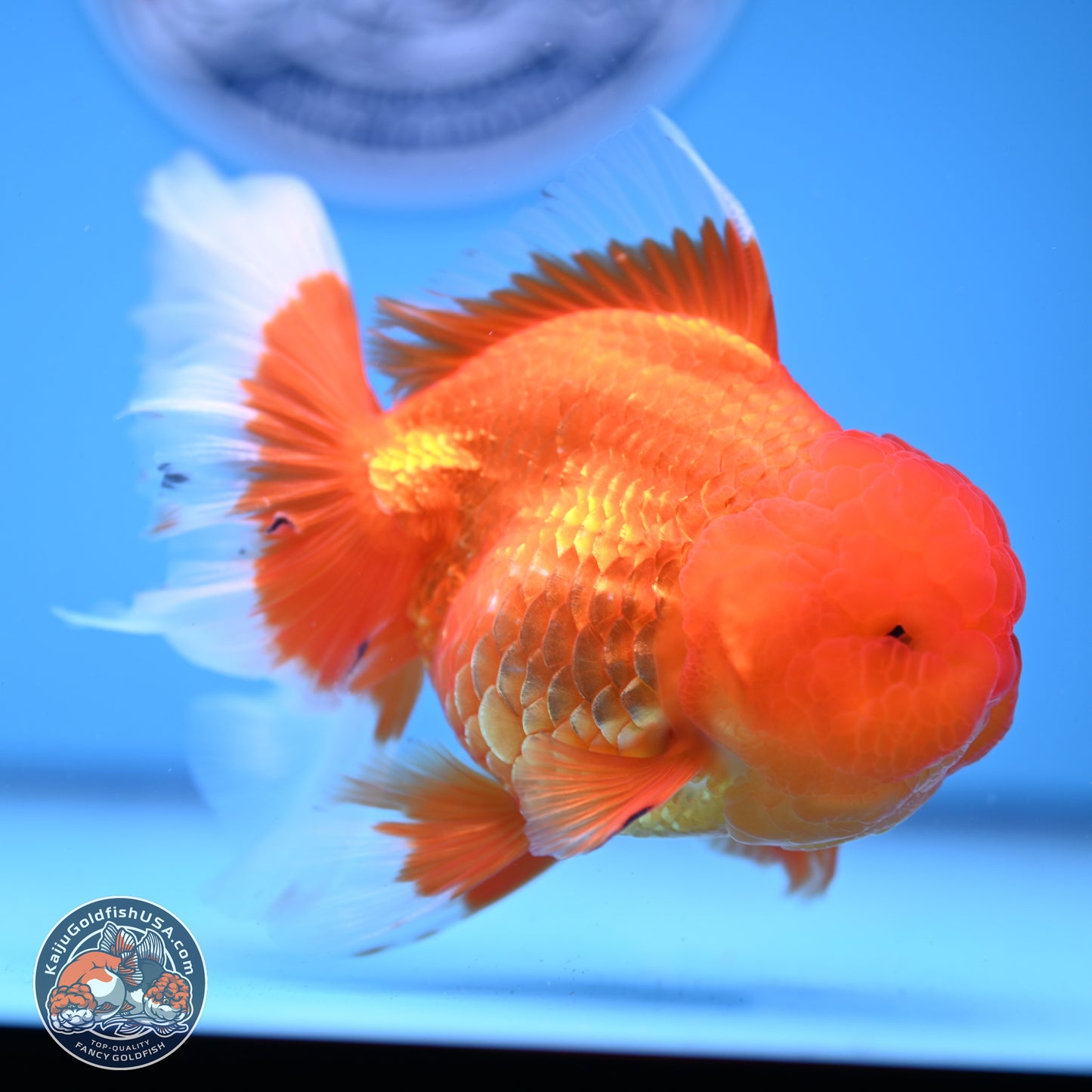 Red White Rose Tail Oranda 4-6 inches (240913_OR04) - Kaiju Goldfish USA