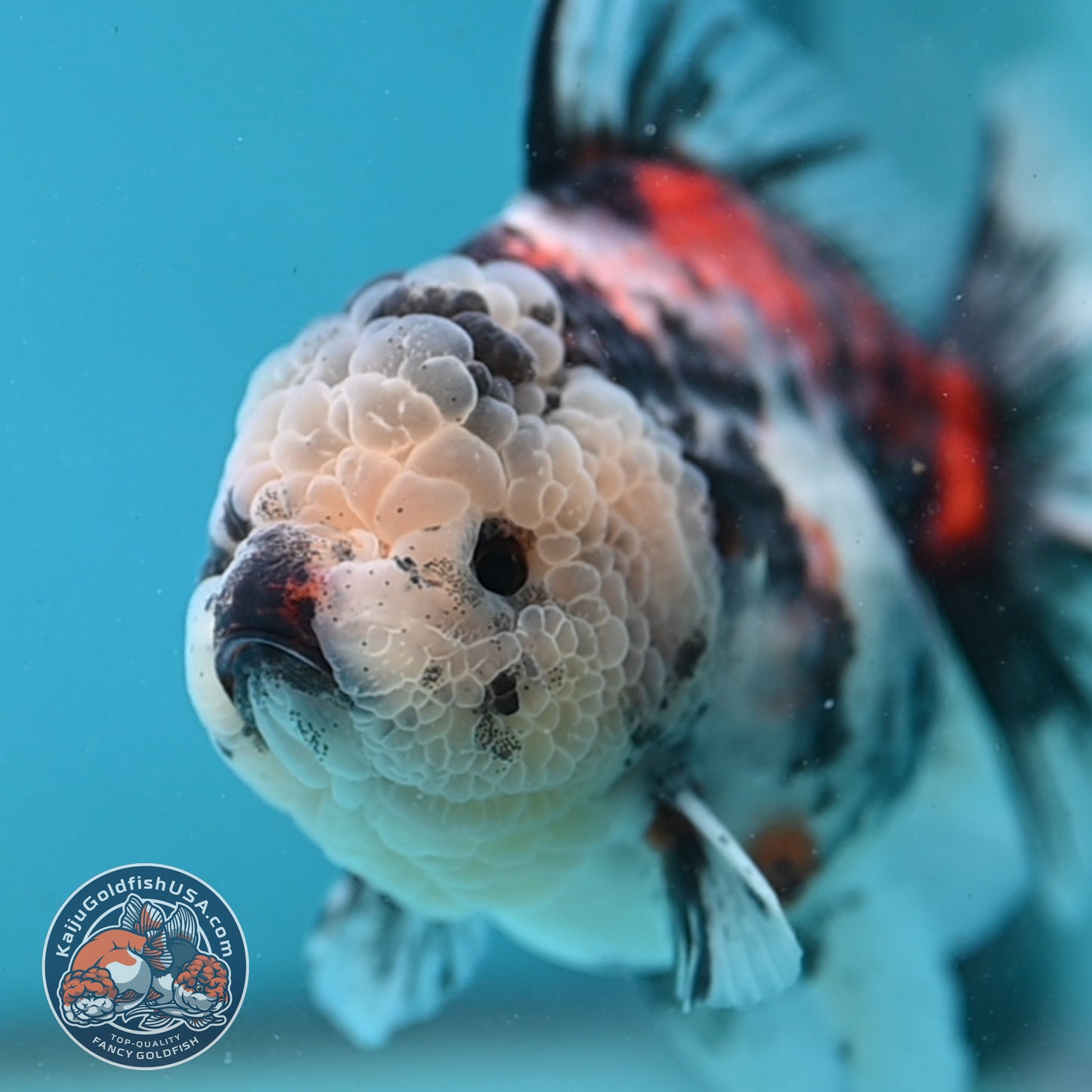 Tricolor Oranda 4 inch Body (251003_OR04)