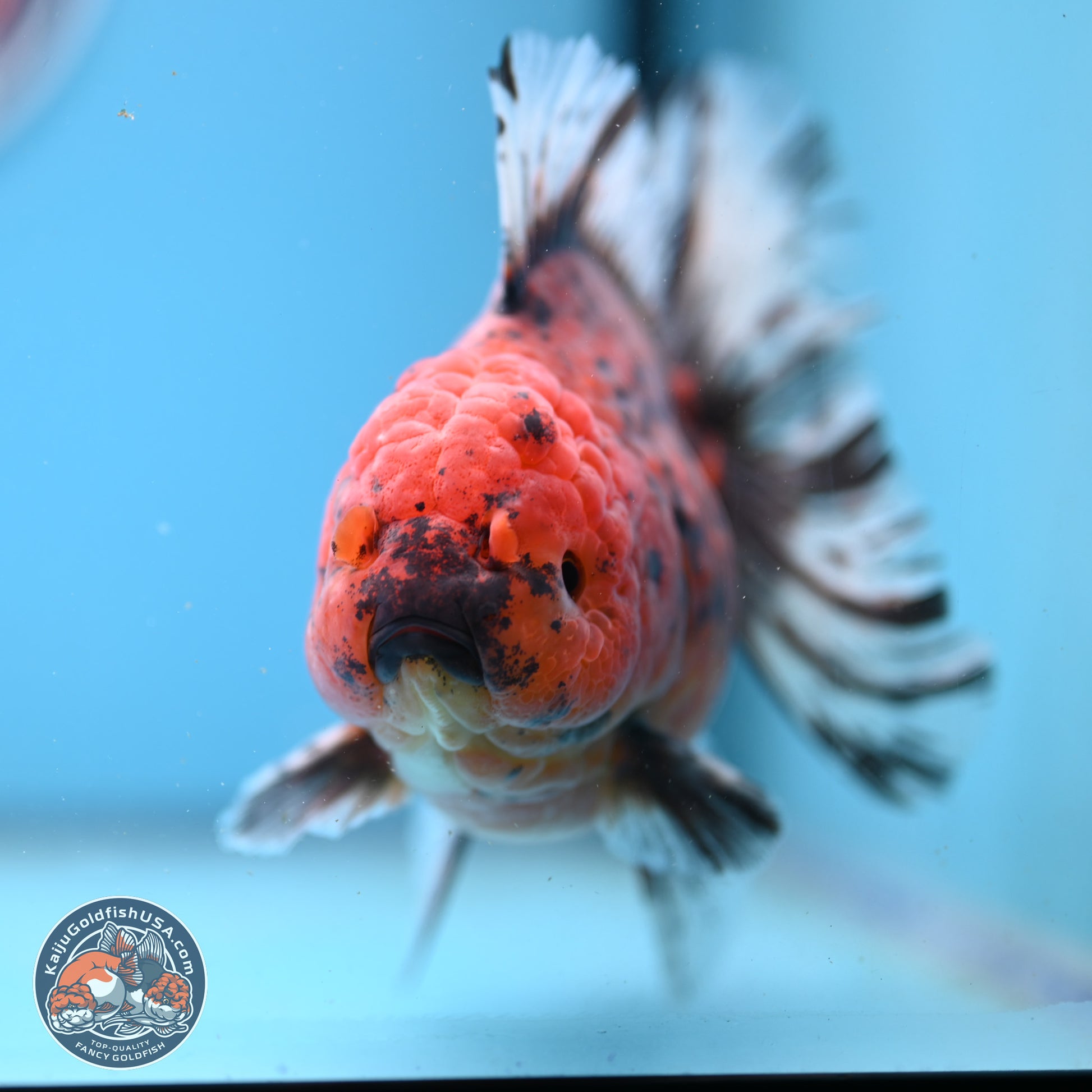 Tiger Rose Tail Oranda 6 inches - Female (241206_OR04) - Kaiju Goldfish USA