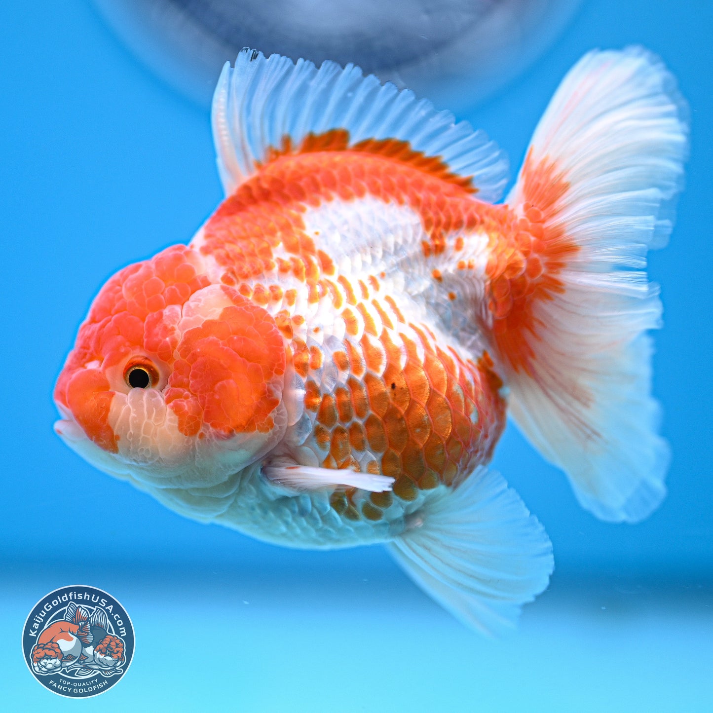 Red White Rose Tail Oranda 4.5 inches - Female (241129_OR04) - Kaiju Goldfish USA