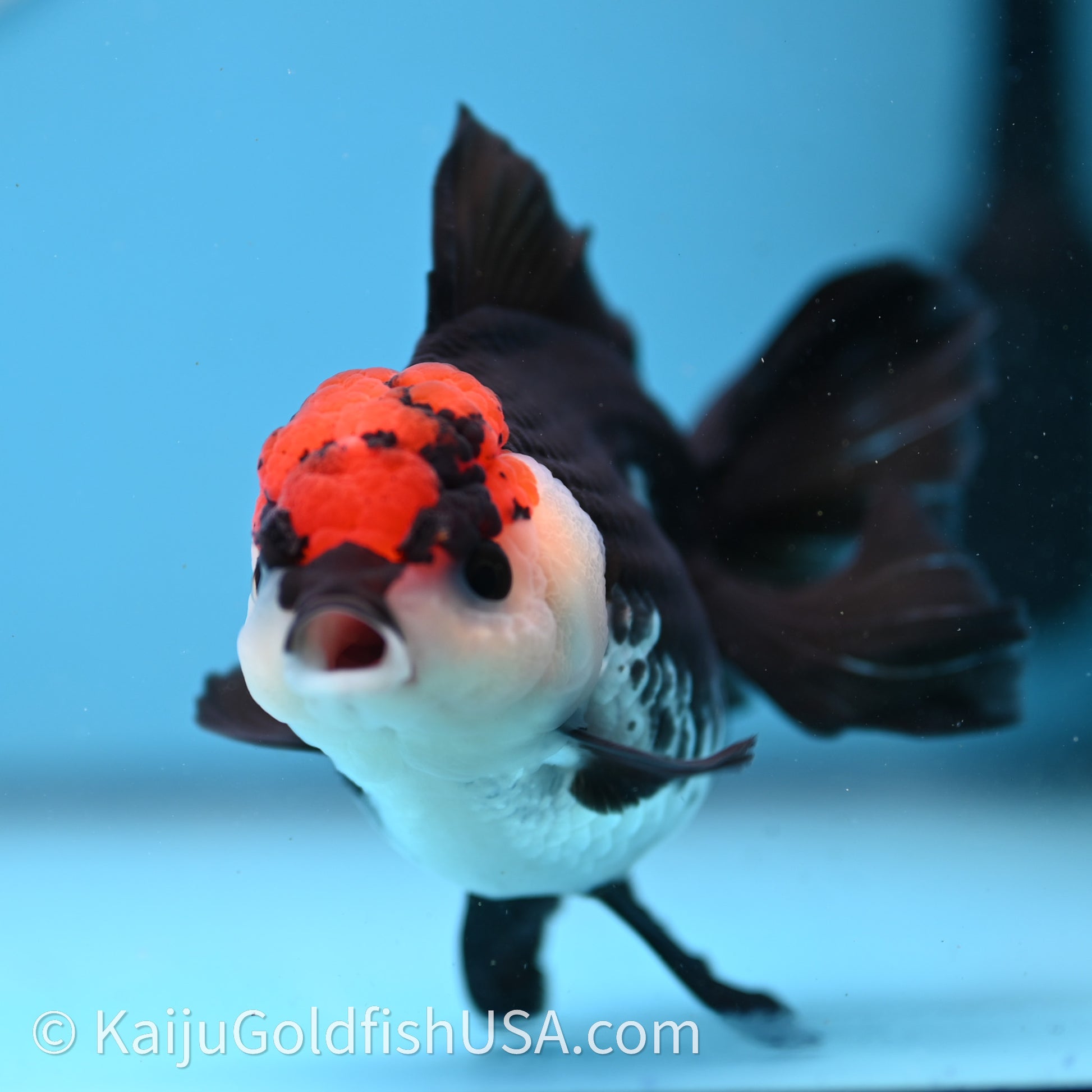 Tricolor Oranda 3.2in body (240726_OR04) - Kaiju Goldfish USA