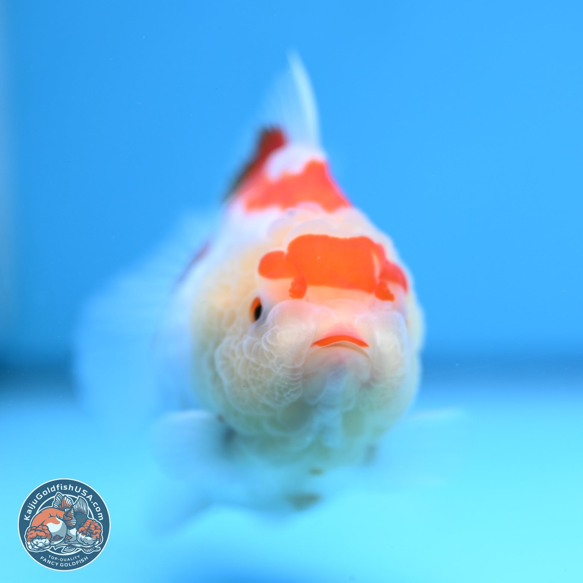 Shogun Red White YuanBao Oranda 3.25in Body (240816_OR04) - Kaiju Goldfish USA