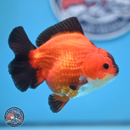 Apache YuanBao Oranda 4.5 inches (241025_OR04) - Kaiju Goldfish USA