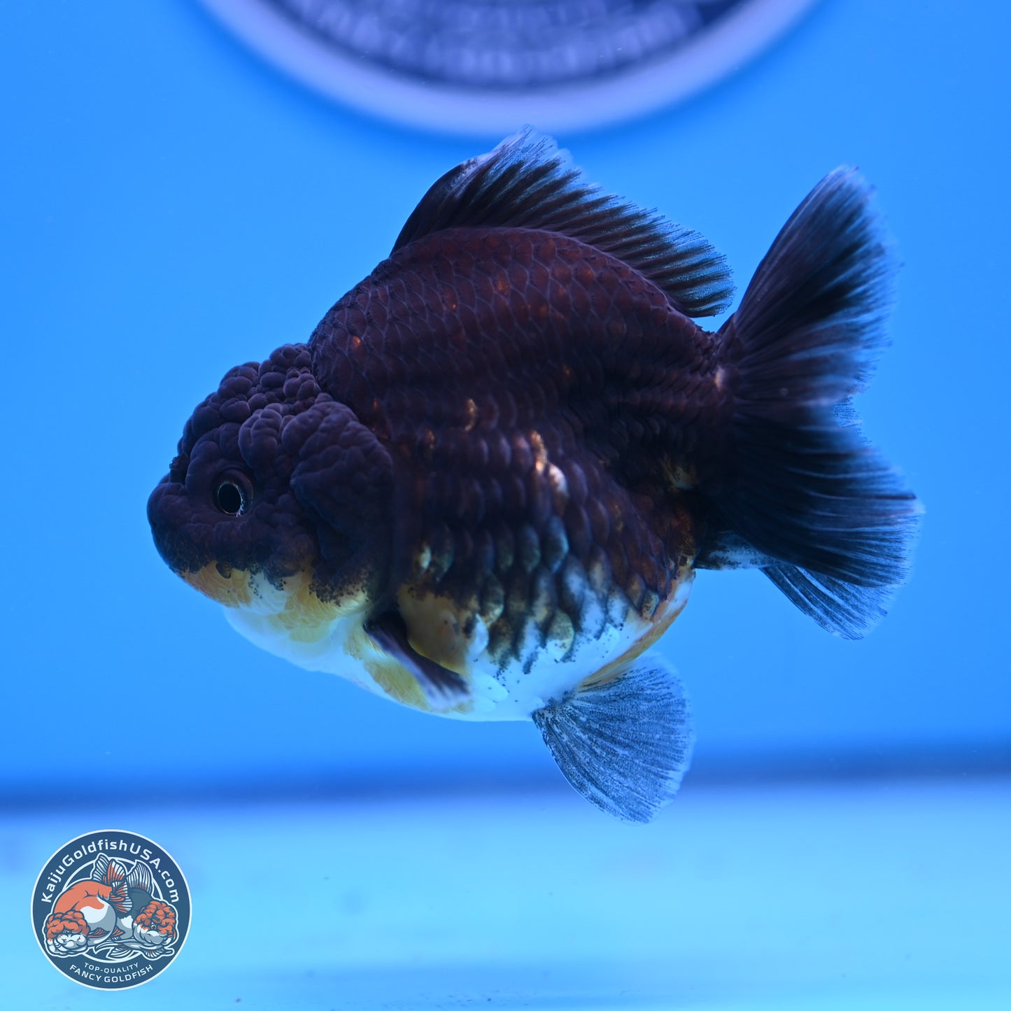 Shogun Kirin YuanBao Oranda 3.25in Body (240802_OR04) - Kaiju Goldfish USA