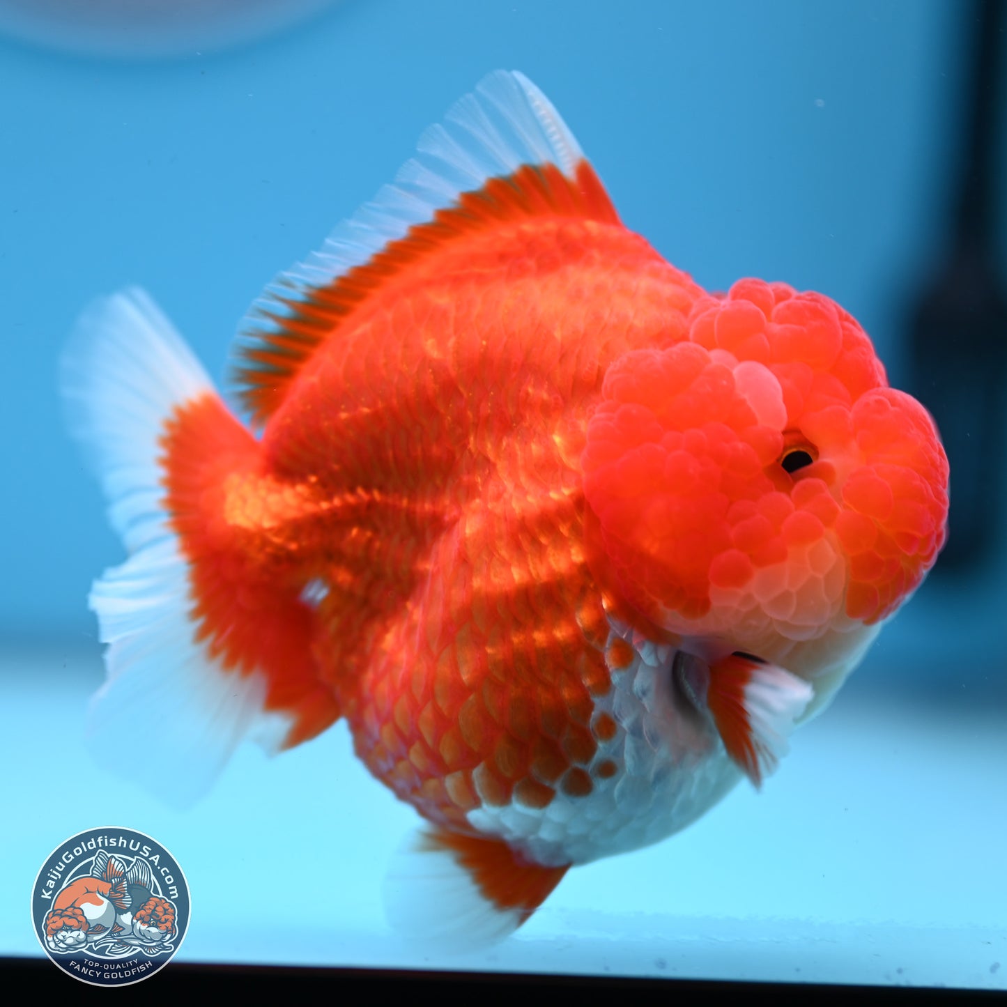 Red White YuanBao Oranda 3.5 inches Body - Female (241227_OR04) - Kaiju Goldfish USA