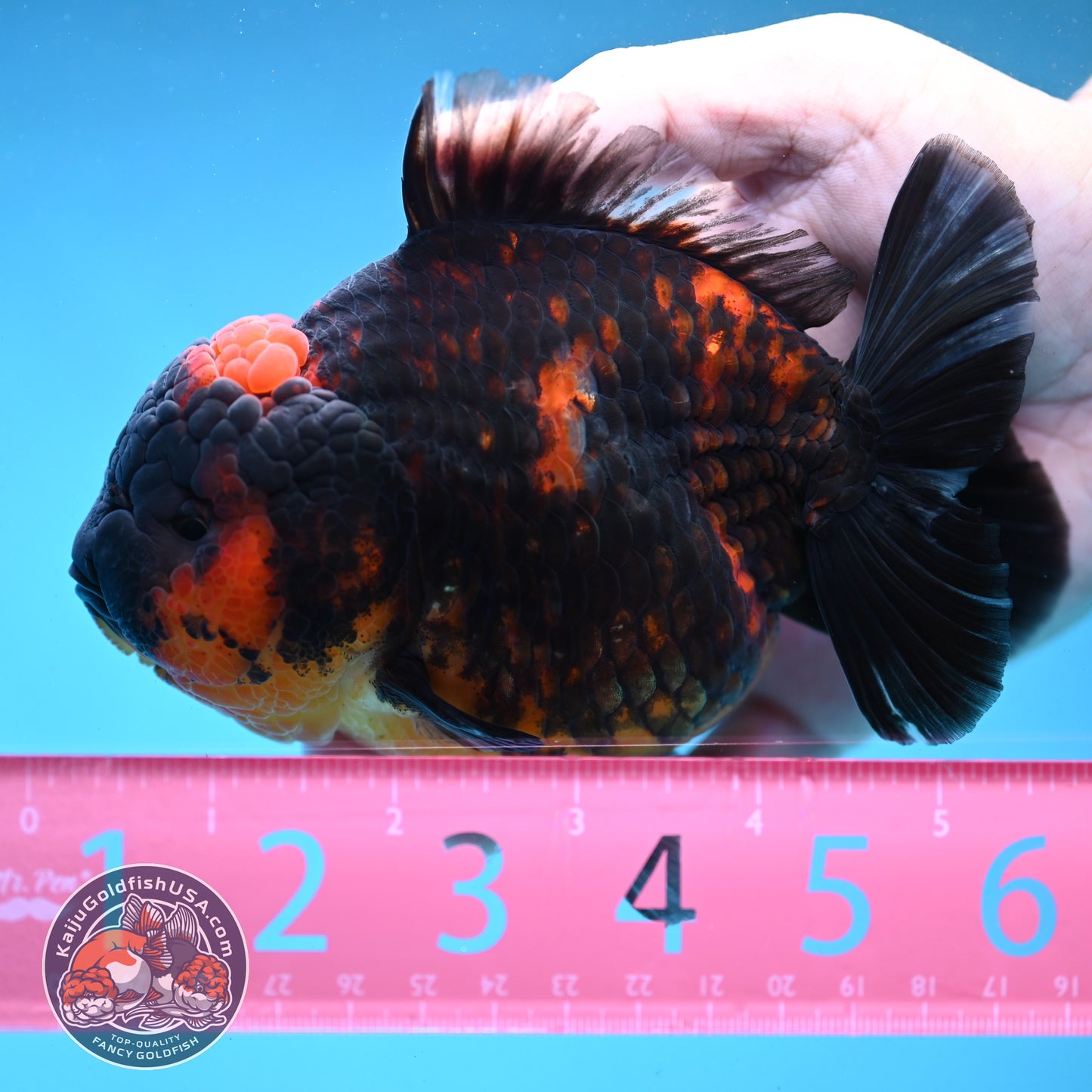 Heavy Ink Tiger Oranda 4.5 inch Body (250919_OR04)