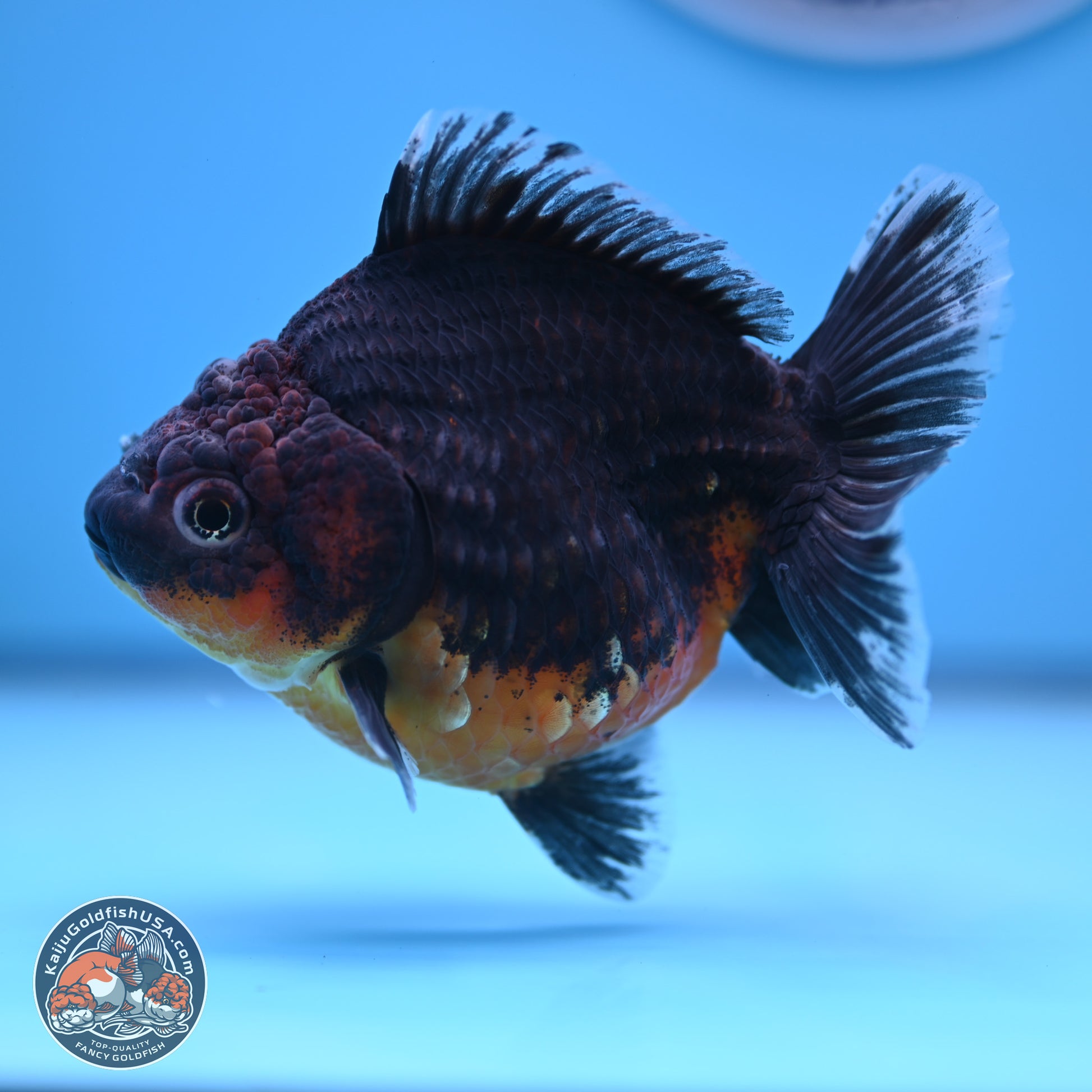 Shogun Kirin Oranda 4-5 in (241011_OR04) - Kaiju Goldfish USA