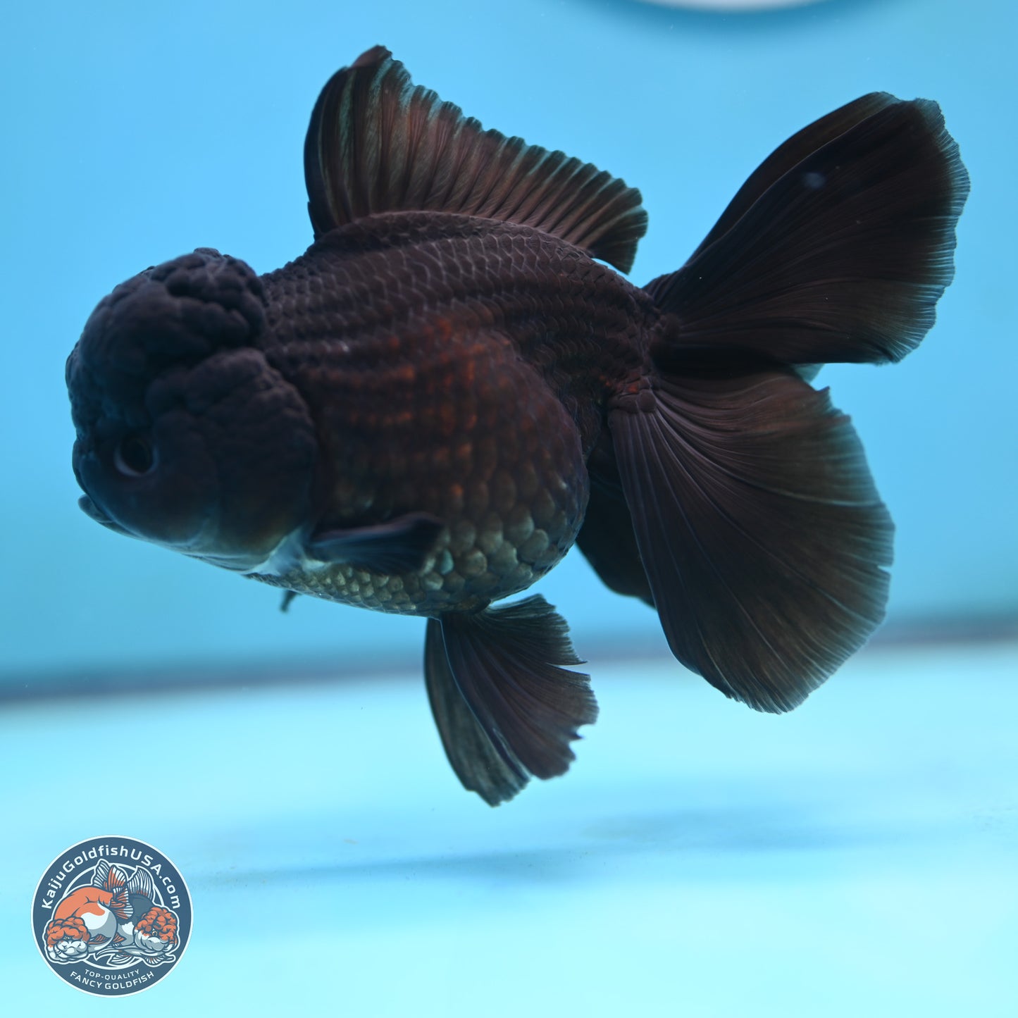 Black Rose Tail Oranda 3.5 inches Body - Female (250117_OR04) - Kaiju Goldfish USA