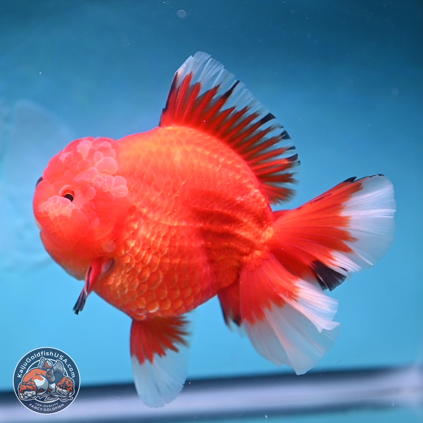 Jumbo Rose Tail Apache Oranda 5 inches Body - Female (250131_OR04)