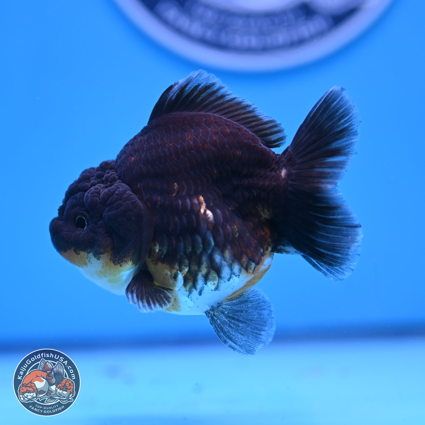 Shogun Kirin YuanBao Oranda 3.25in Body (240802_OR04) - Kaiju Goldfish USA