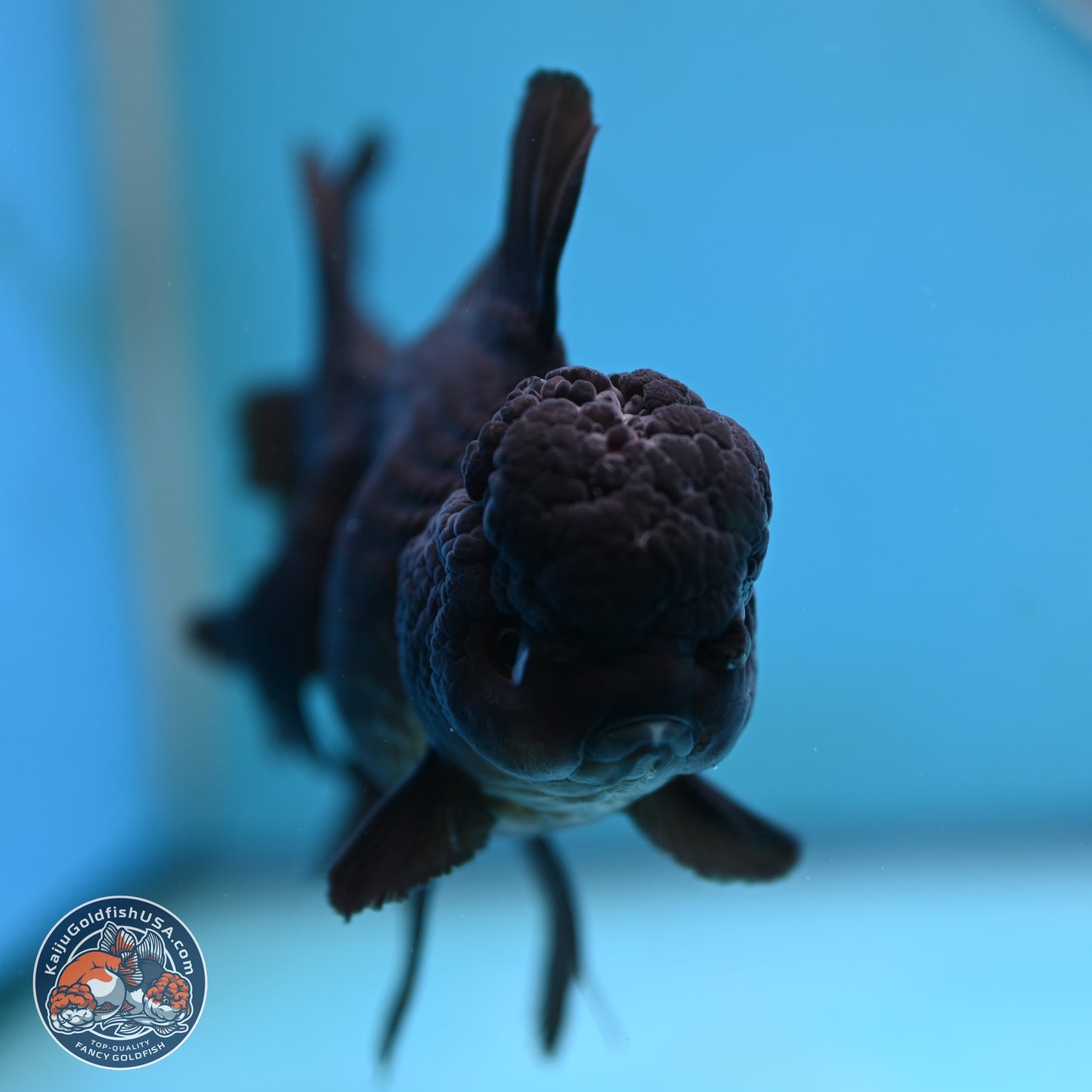 Black Rose Tail Oranda 3.5 inches Body - Female (250117_OR04) - Kaiju Goldfish USA