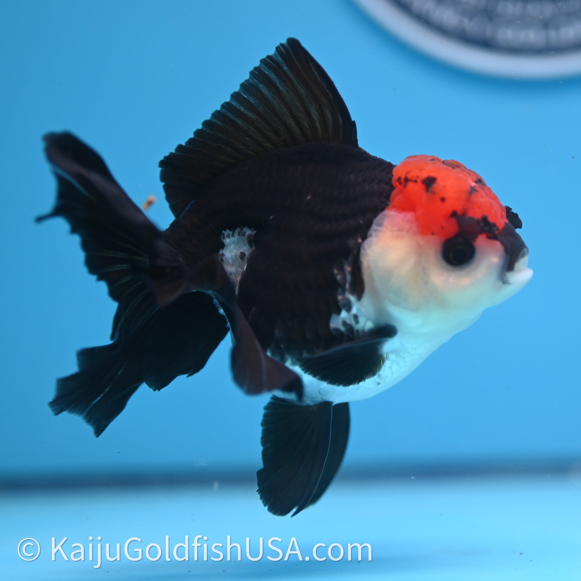 Tricolor Oranda 3.2in body (240726_OR04) - Kaiju Goldfish USA