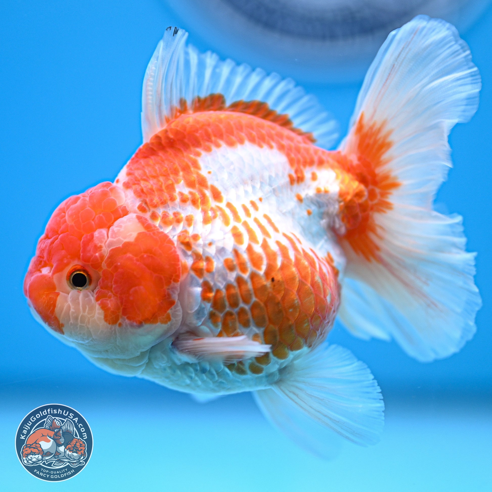 Red White Rose Tail Oranda 4.5 inches - Female (241129_OR04) - Kaiju Goldfish USA