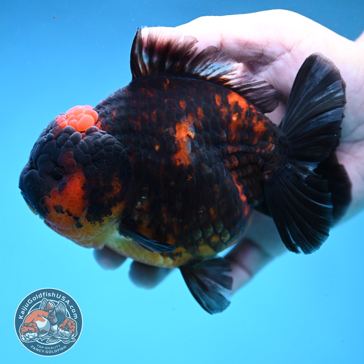 Heavy Ink Tiger Oranda 4.5 inch Body (250919_OR04)