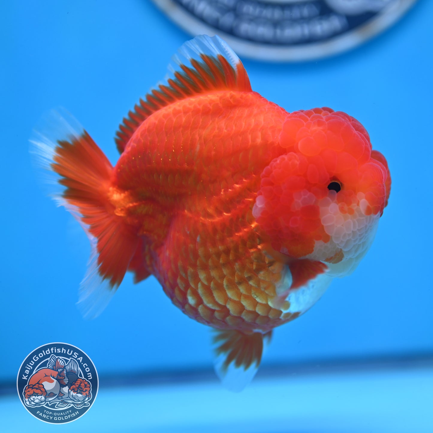 Red White YuanBao Oranda 4 inches Body (250516_OR04)