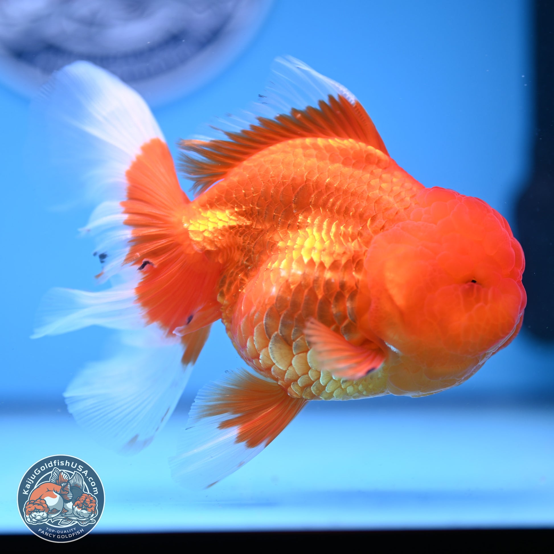 Red White Rose Tail Oranda 4-6 inches (240913_OR04) - Kaiju Goldfish USA