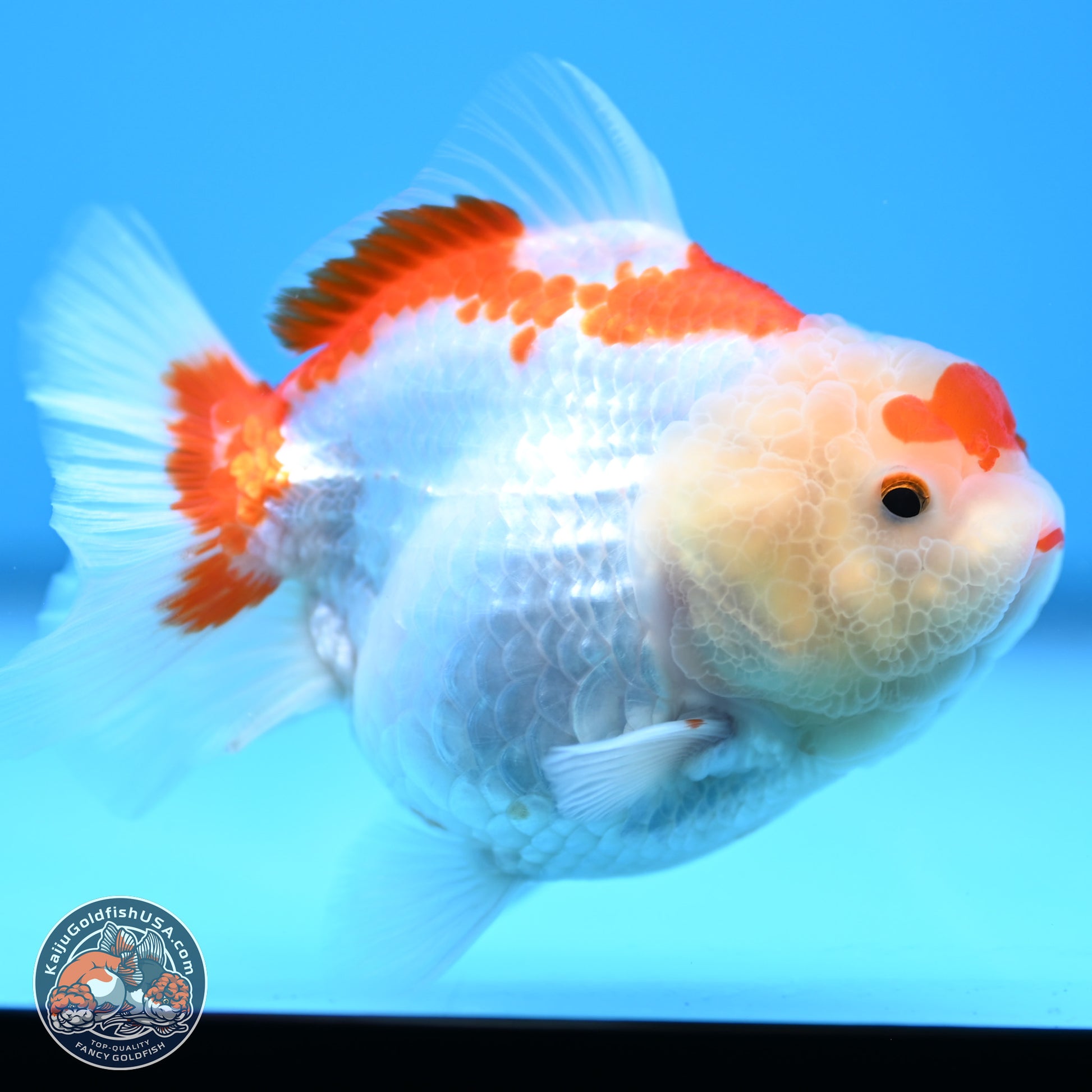 Shogun Red White YuanBao Oranda 3.25in Body (240816_OR04) - Kaiju Goldfish USA