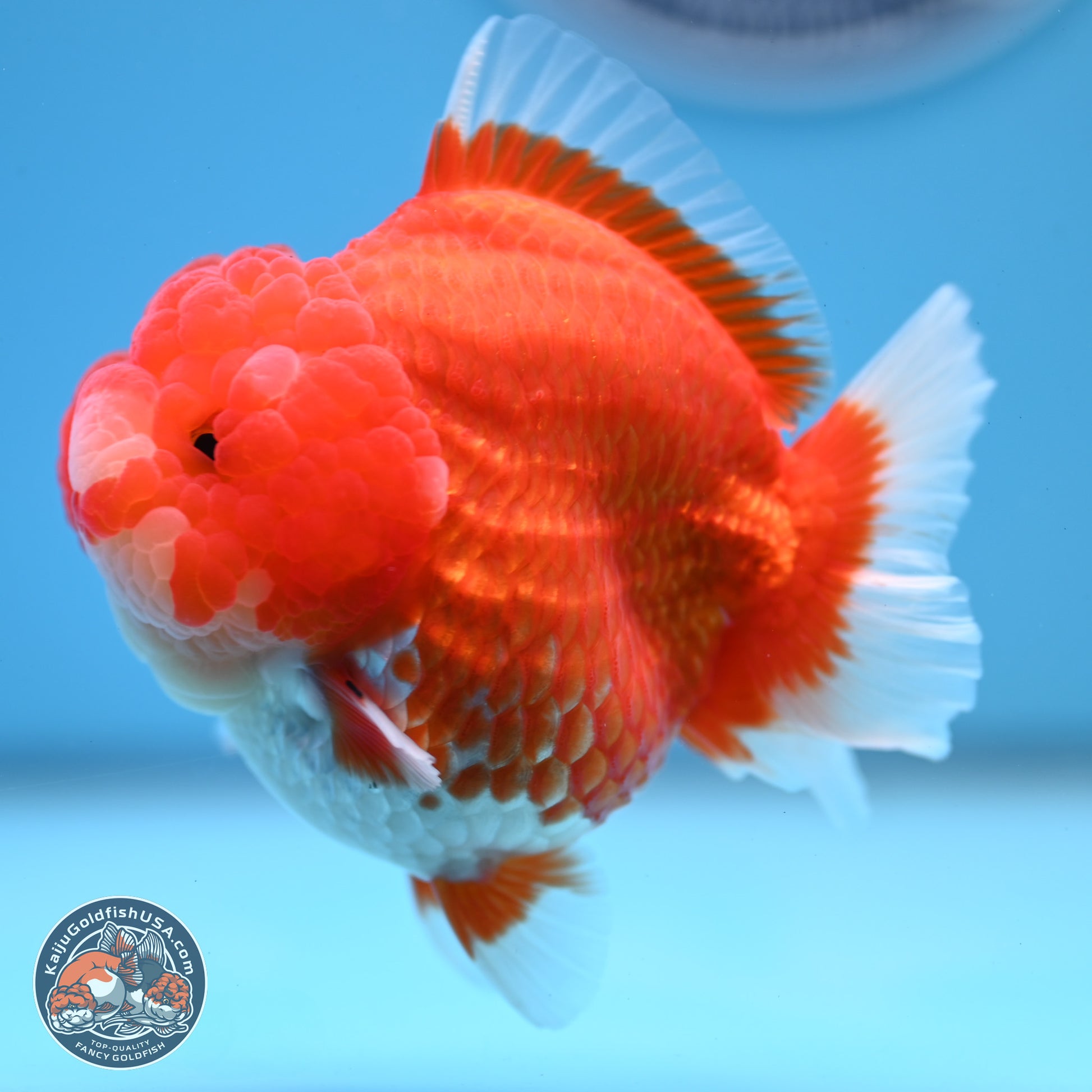 Red White YuanBao Oranda 3.5 inches Body - Female (241227_OR04) - Kaiju Goldfish USA